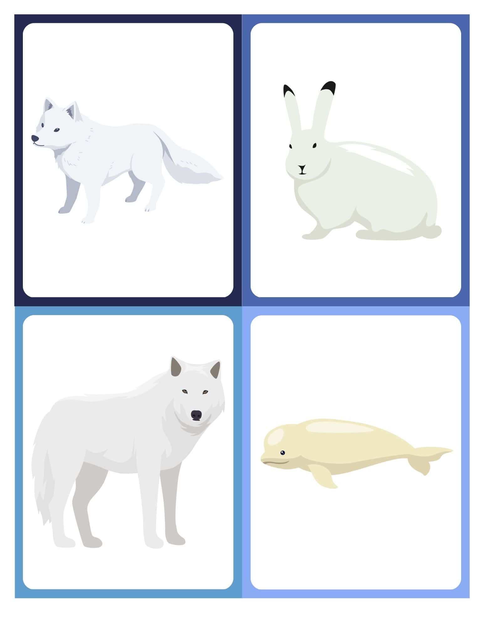 Flashcard with clip art of a polar bear and arctic fox