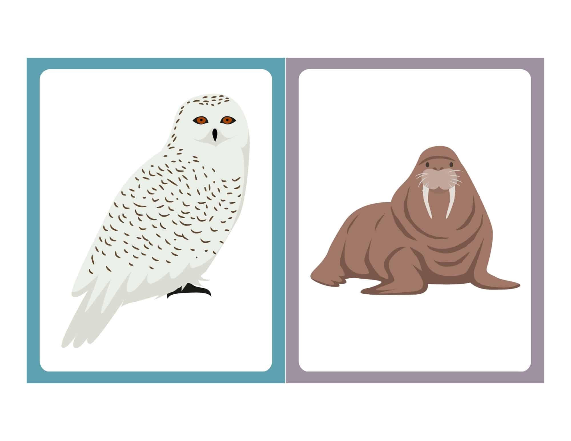 Flashcard with clip art of a snowy owl