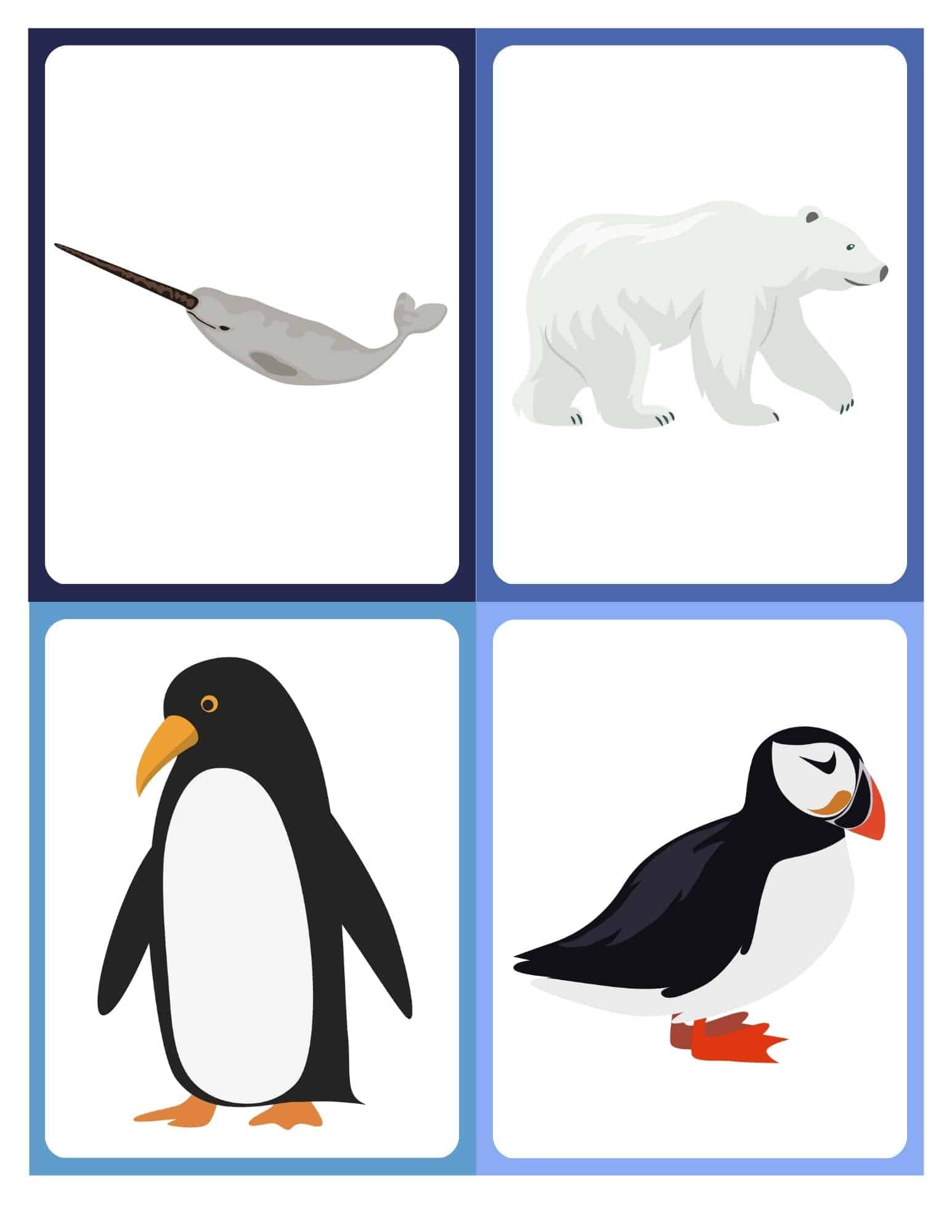 Flashcard with clip art of a penguin