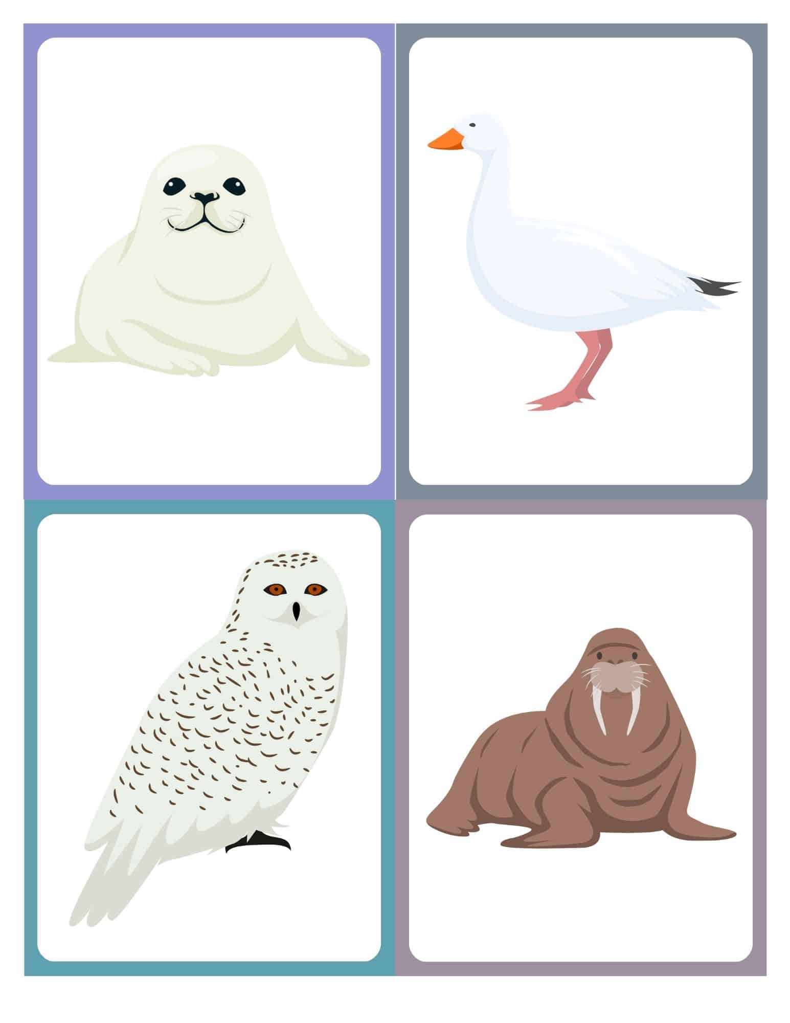 Flashcard with clip art of a snowy owl