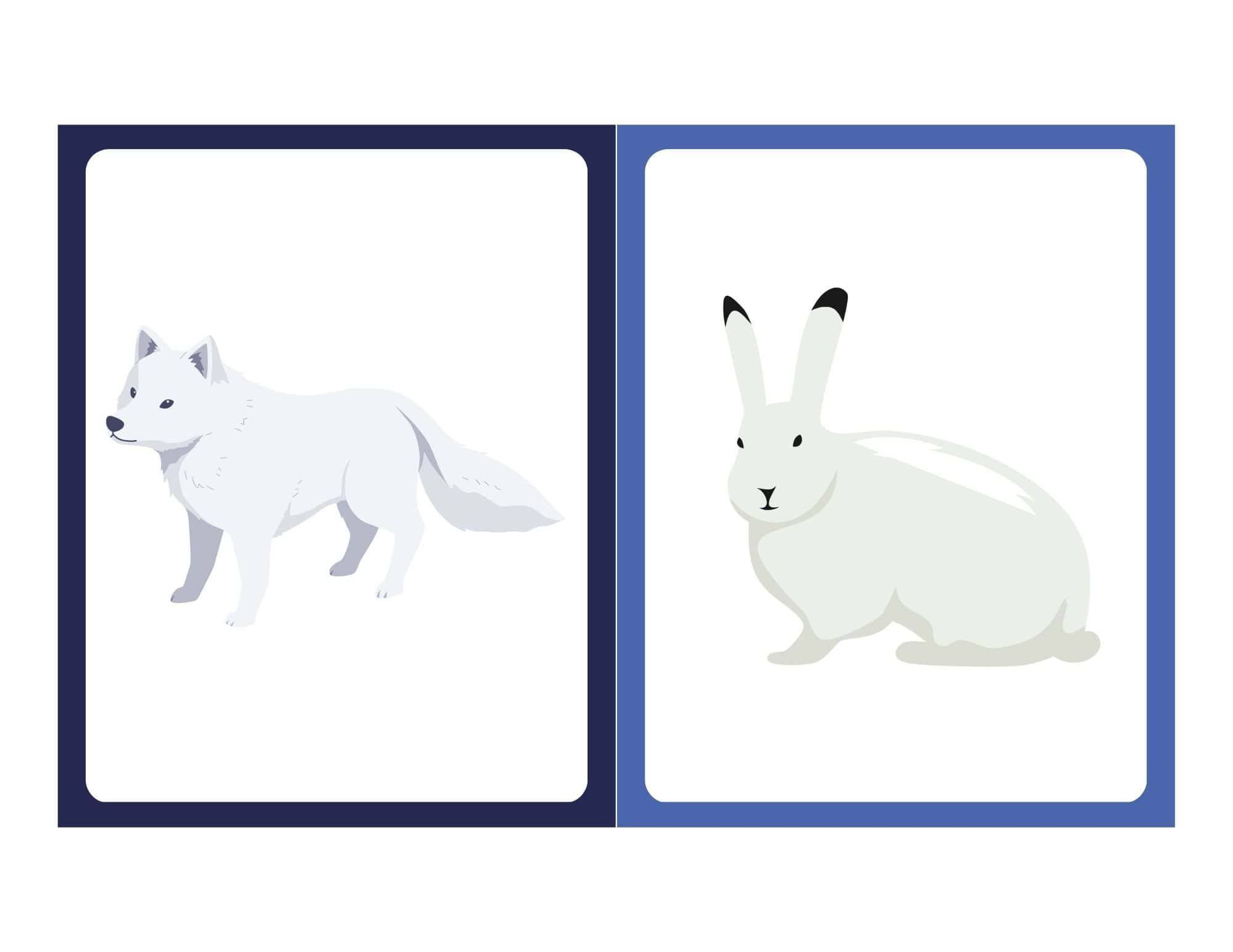 Flashcard with clip art of an arctic hare or arctic fox