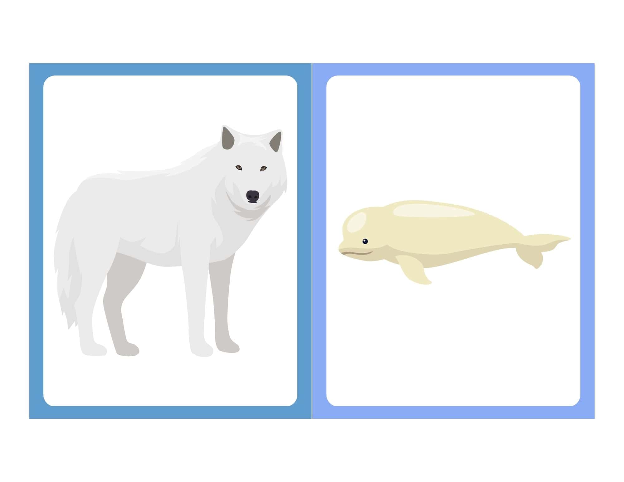 Flashcard with clip art of a polar bear