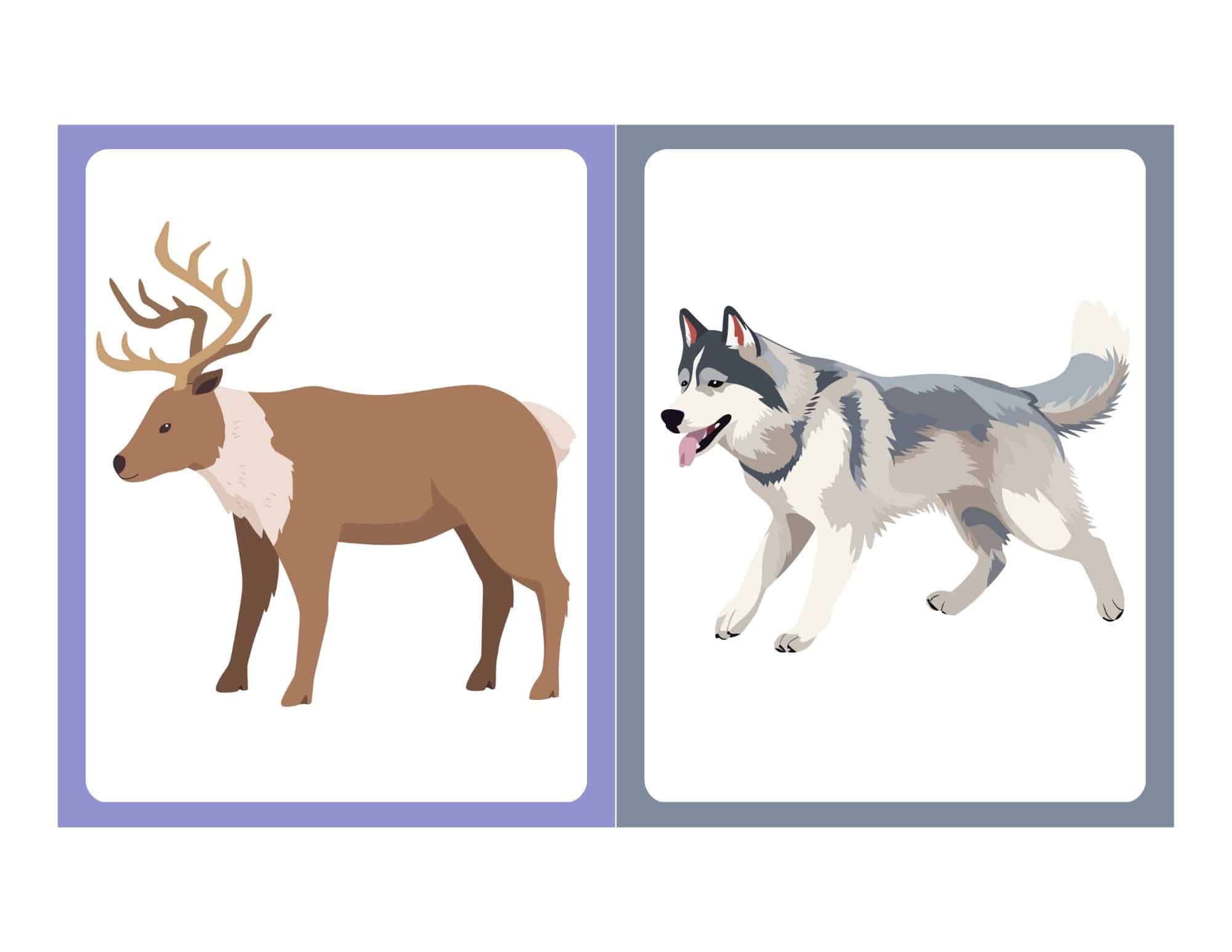 Flashcard with clip art of an arctic dog or fox