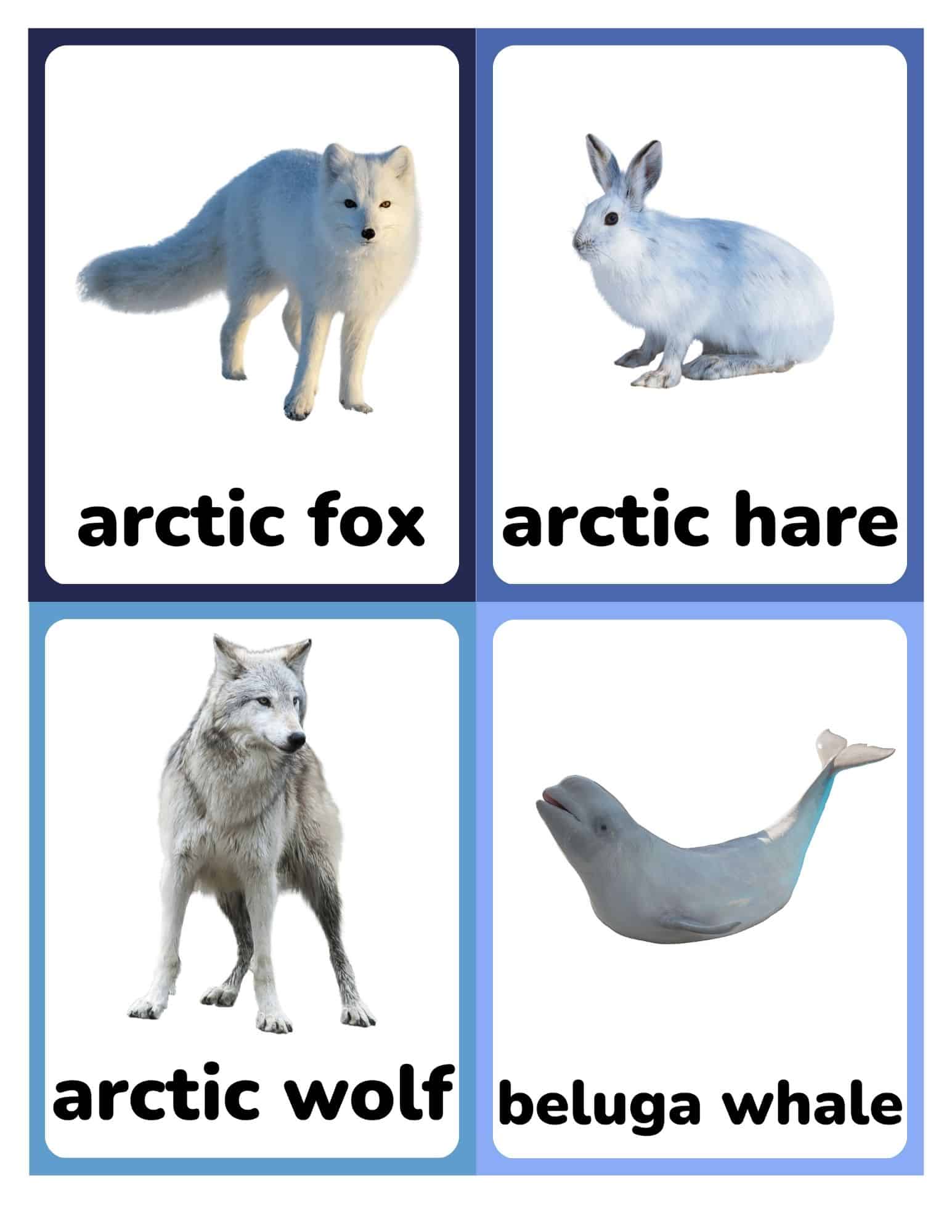 Flashcards with arctic fox, arctic hare, arctic wolf, and beluga whale