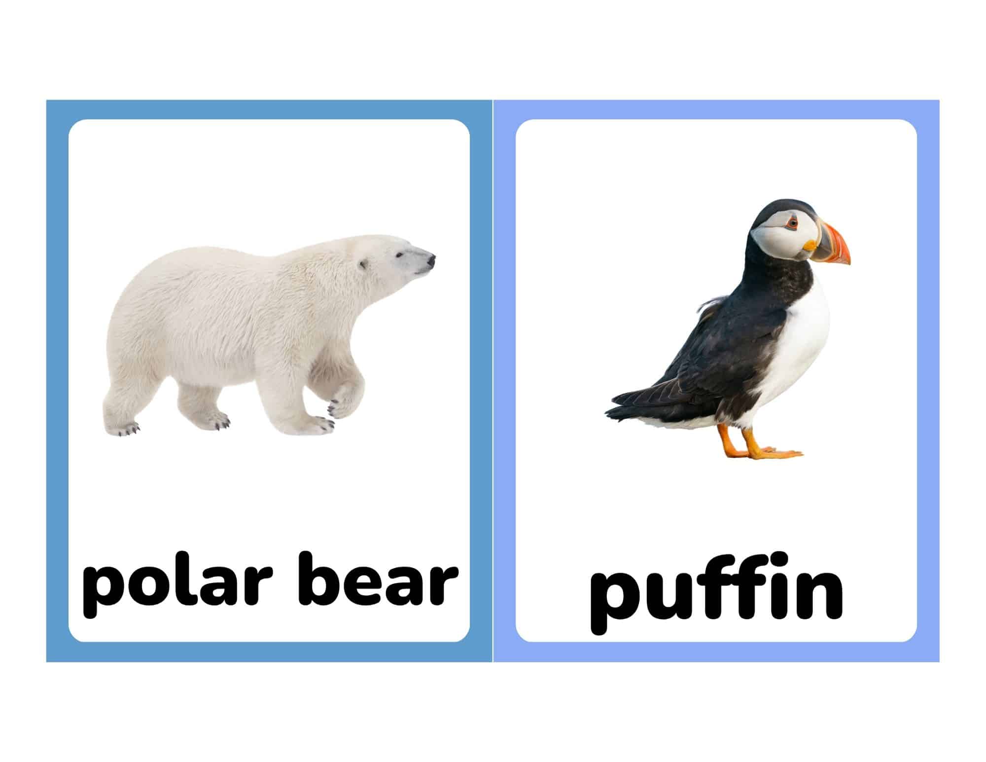 Flashcards with polar bear and puffin