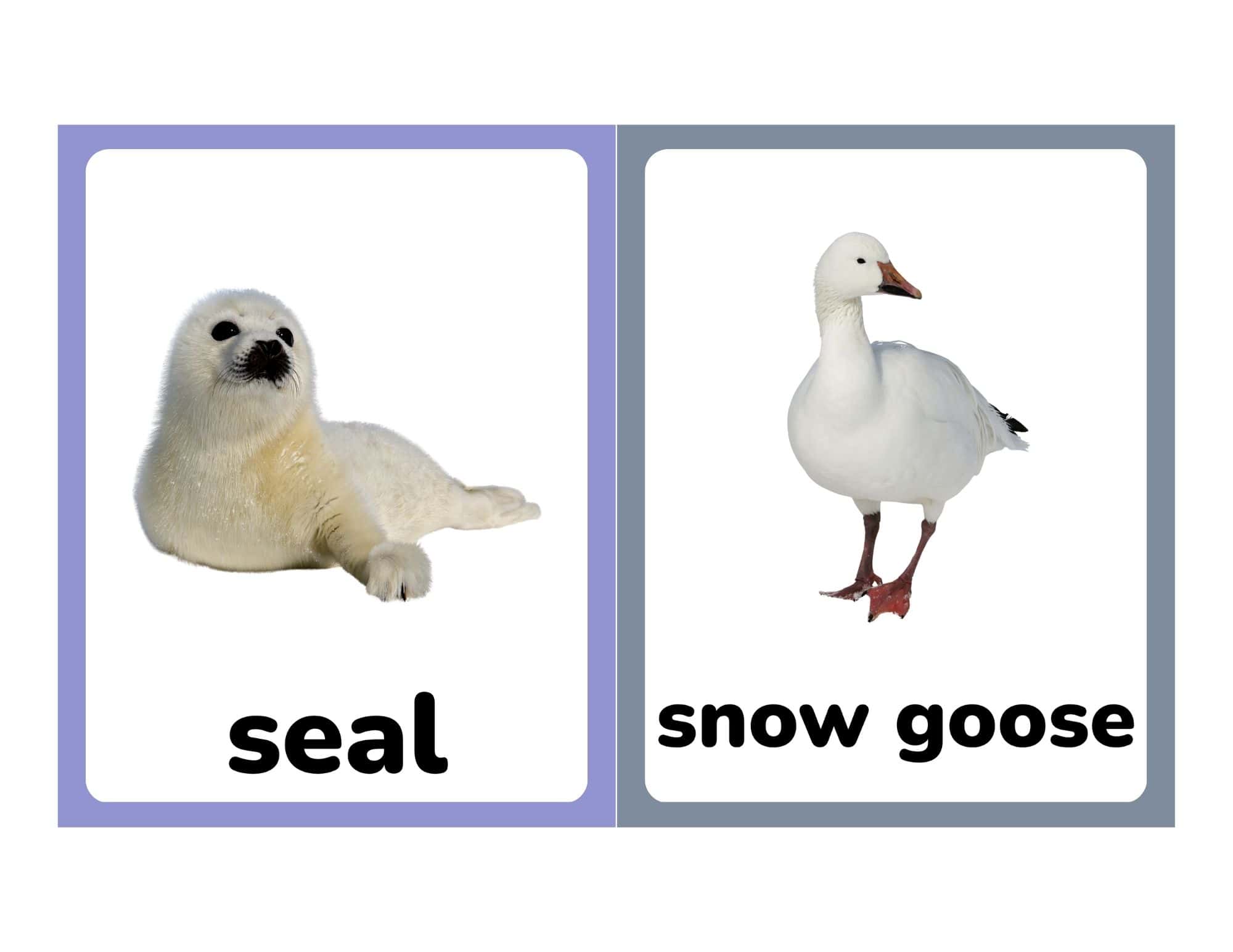 Flashcards with seal and snow goose