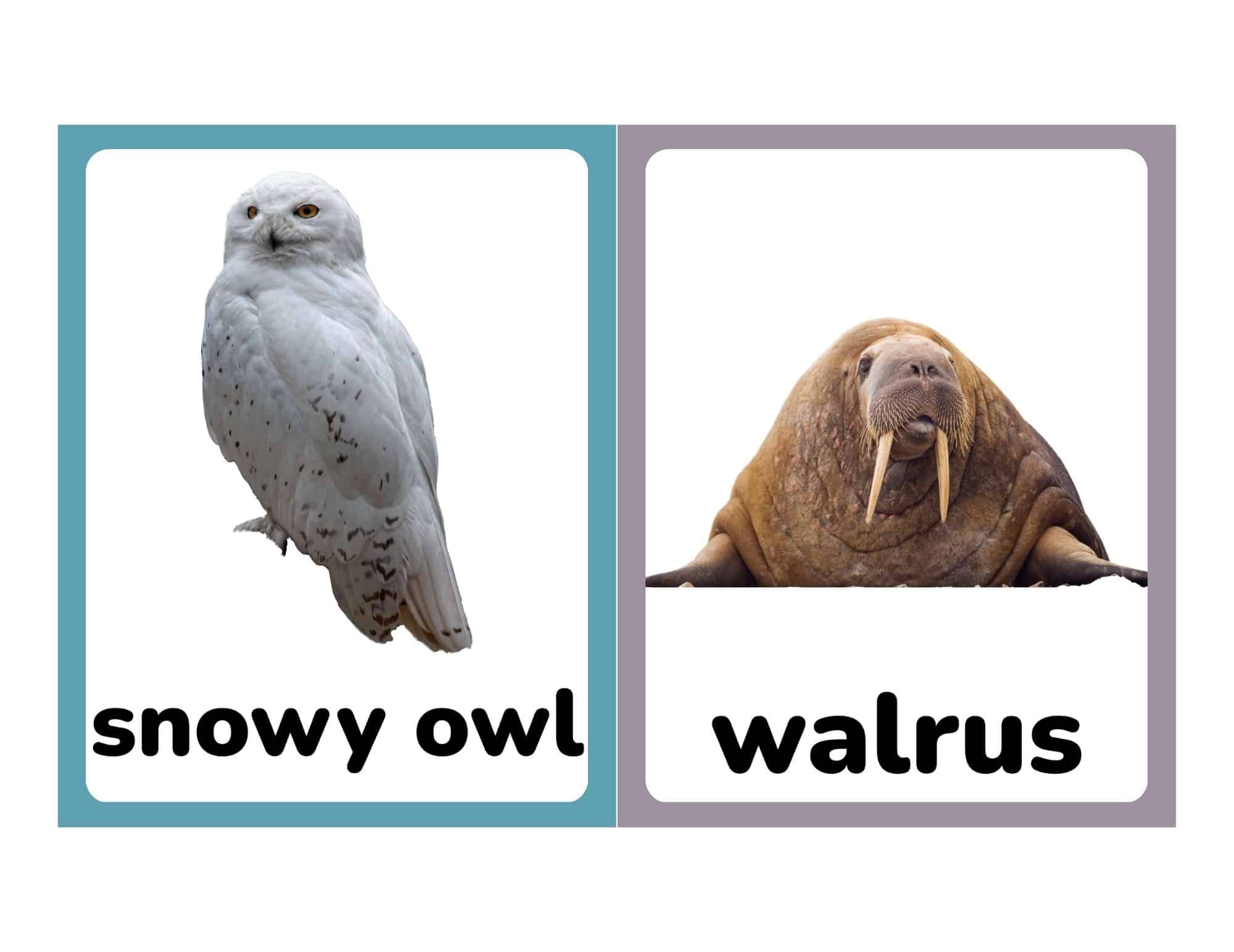 Flashcards with snowy owl and walrus