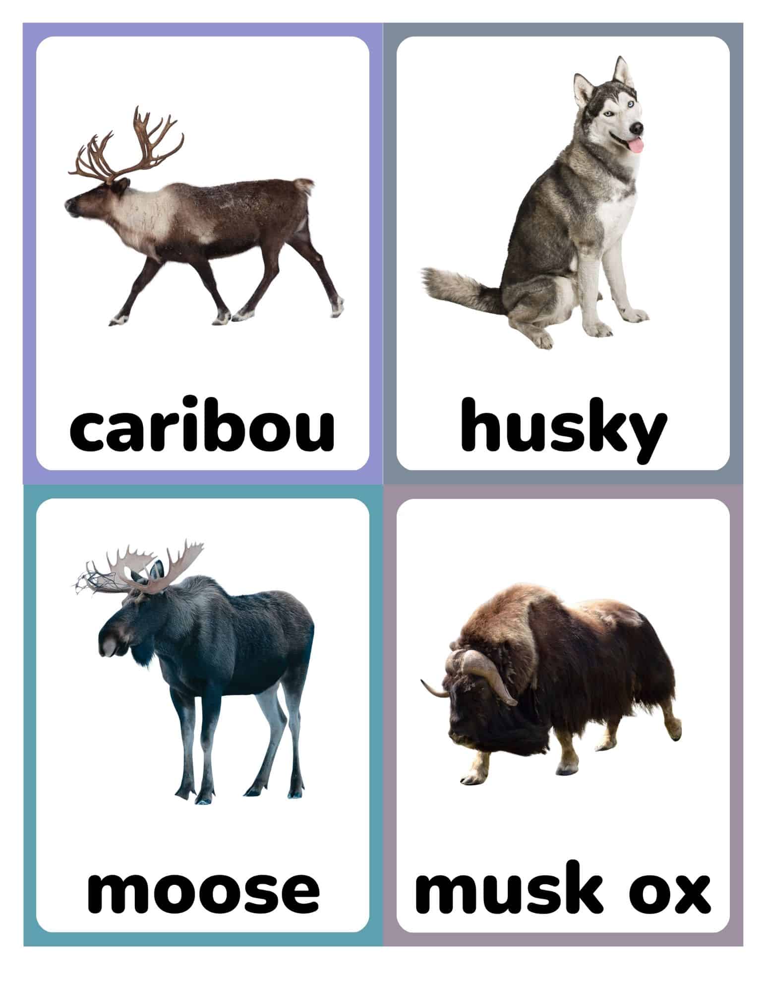 Flashcards with caribou, husky, moose, and musk ox