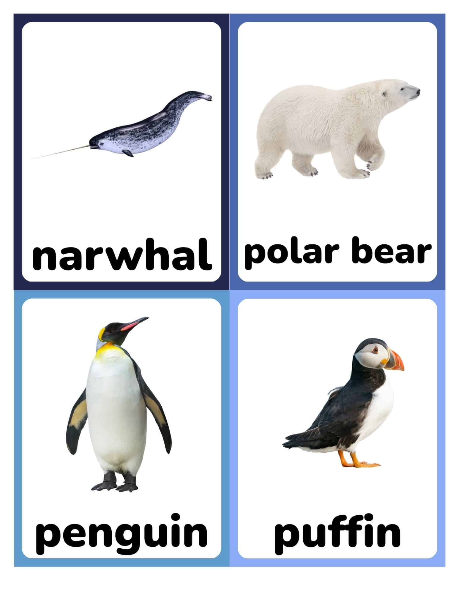 Flashcards with narwhal, polar bear, penguin, and puffin