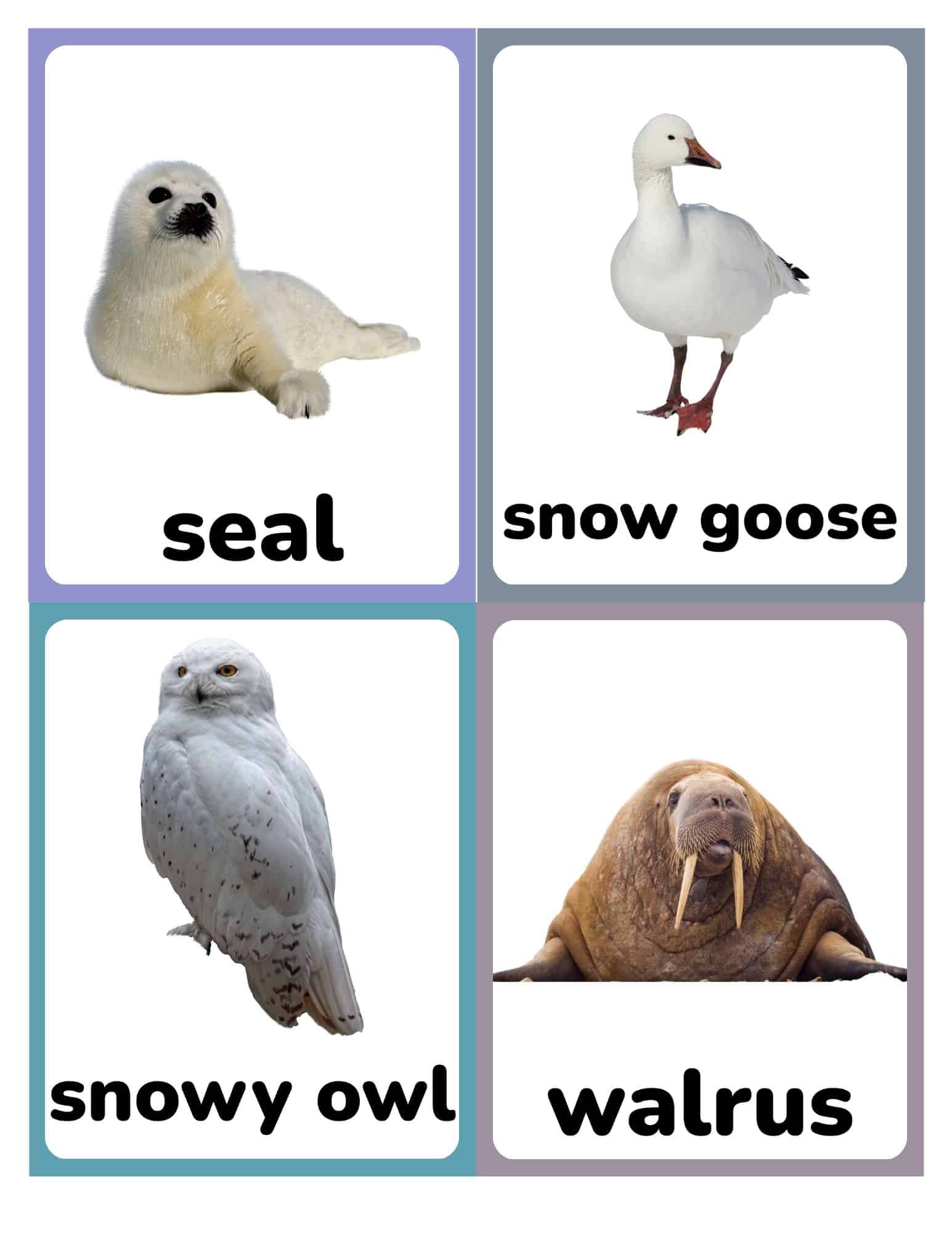 Flashcards with seal, snow goose, snowy owl, and walrus