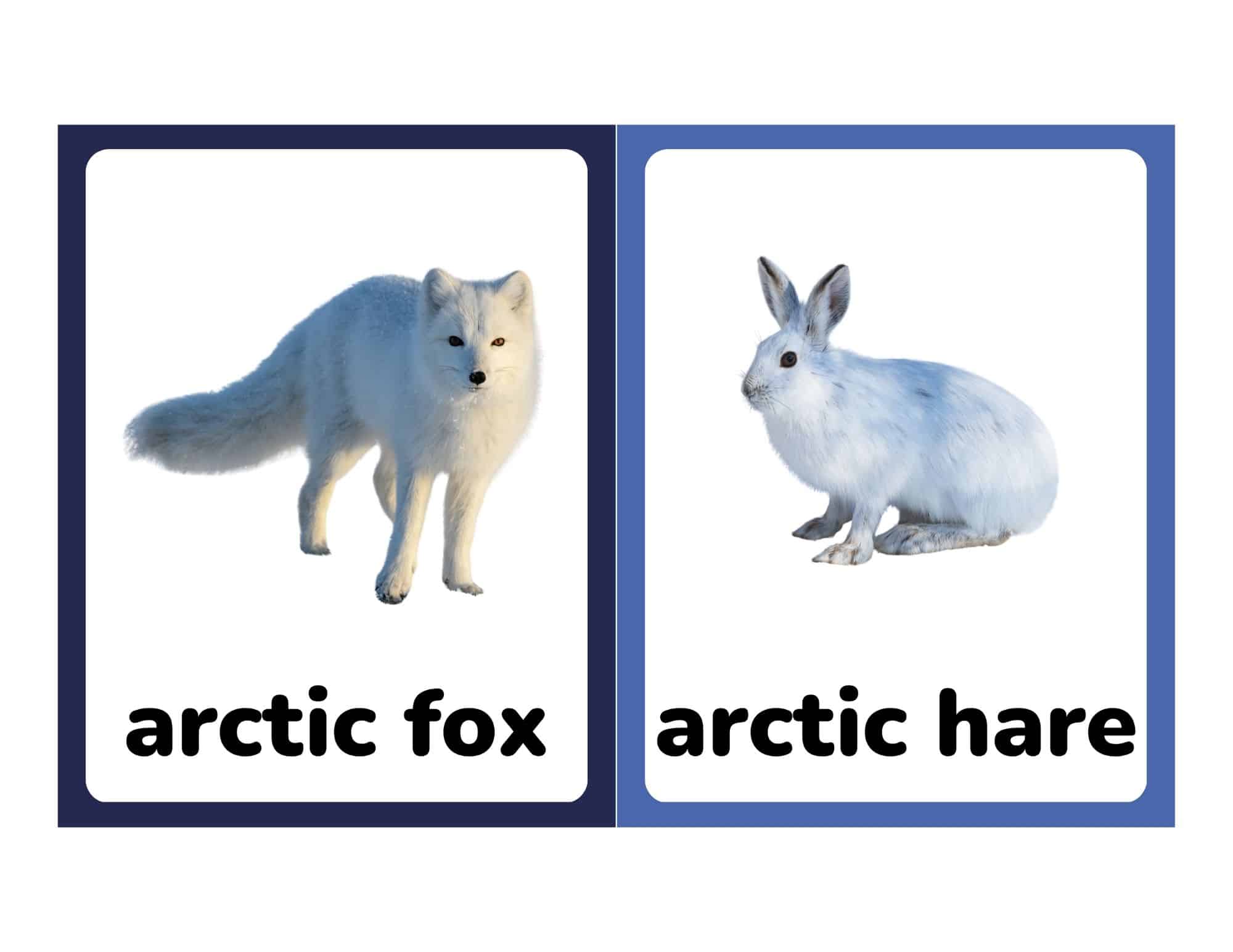 Flashcards with arctic fox and arctic hare
