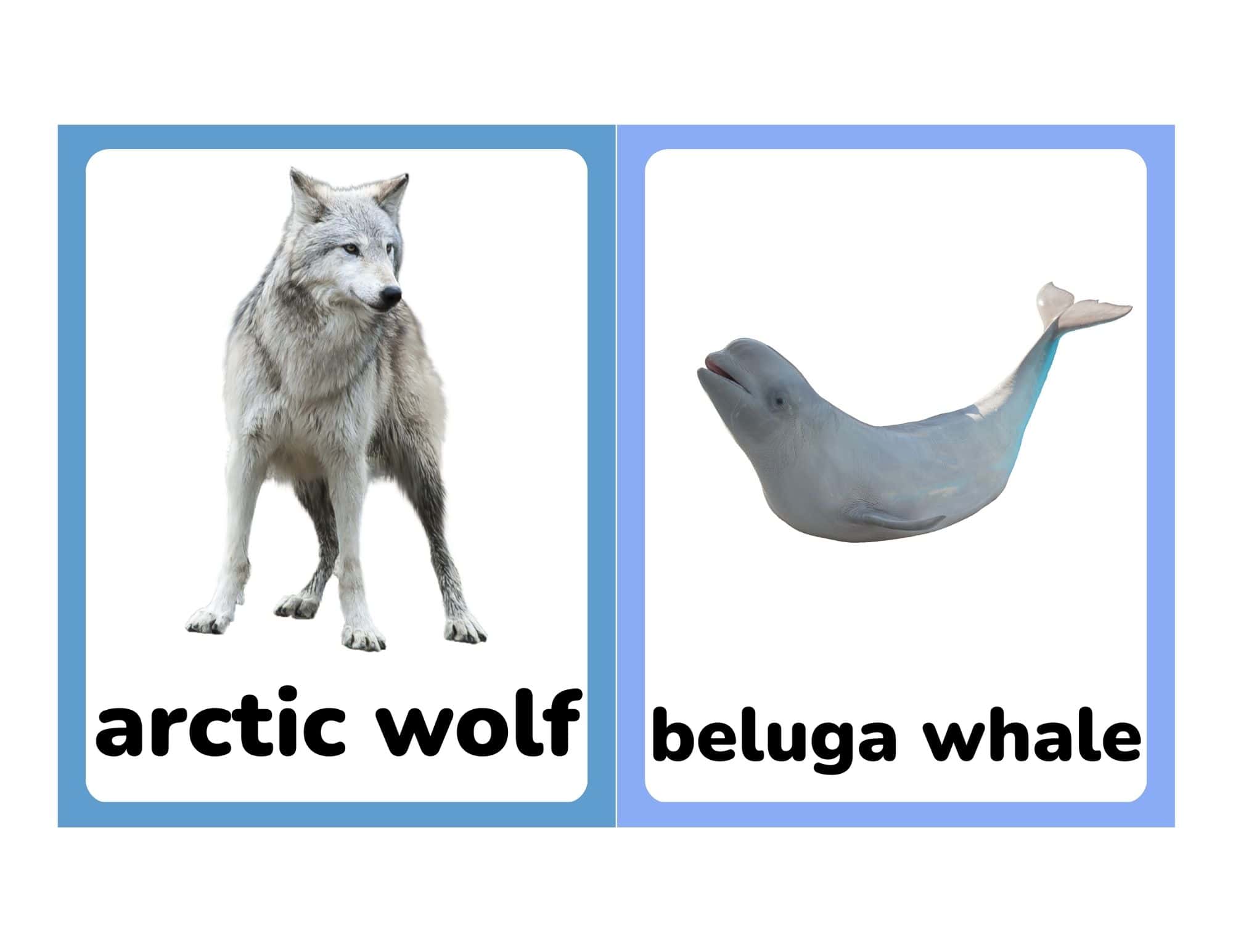 Flashcards with arctic wolf and beluga whale