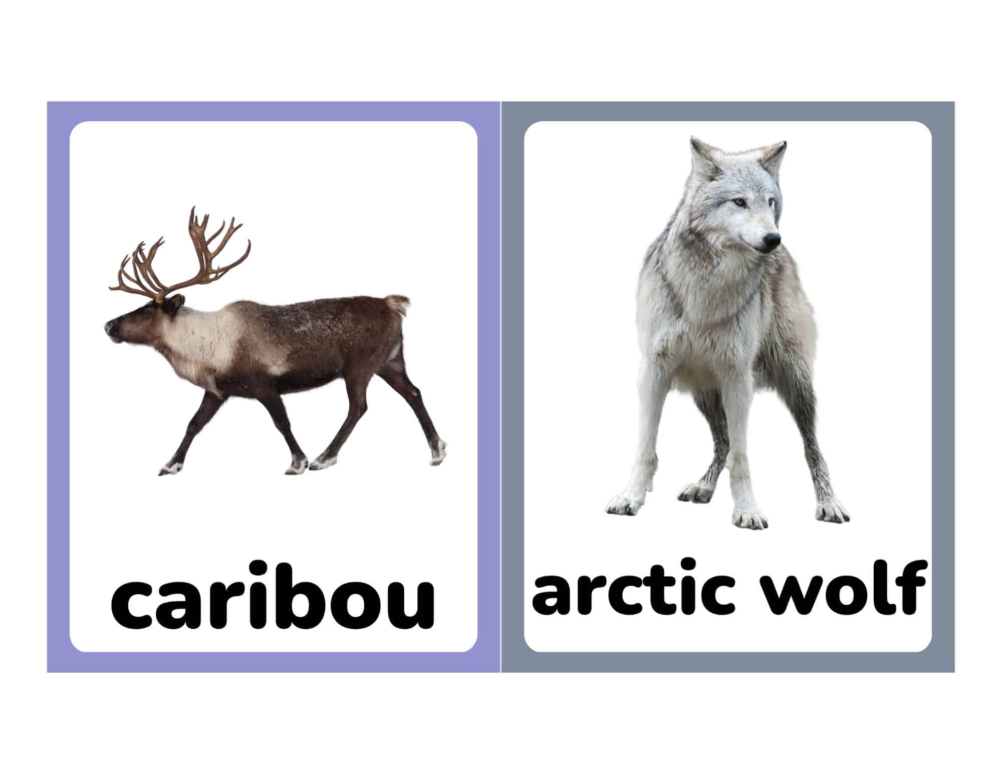 Flashcards with caribou and arctic wolf