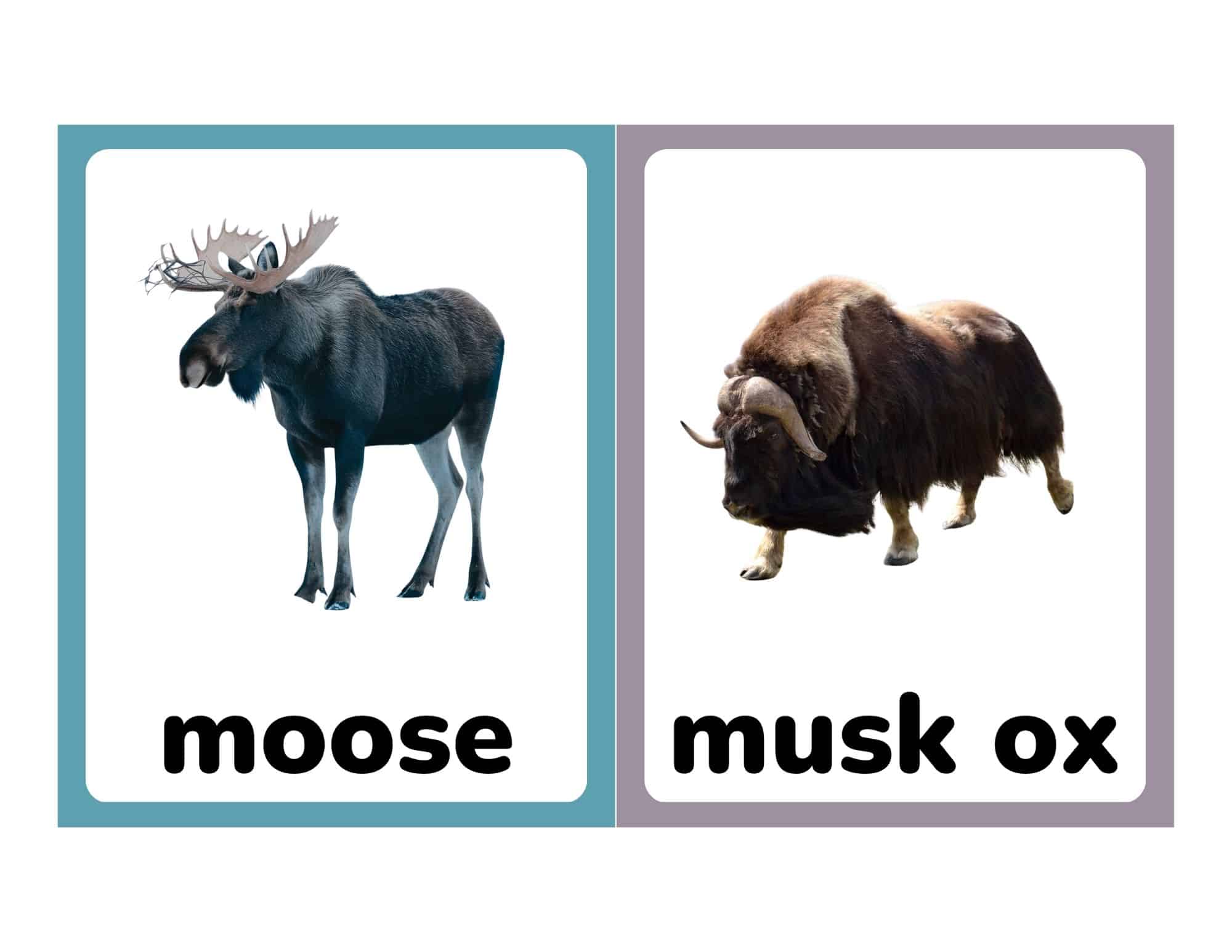 Flashcards with moose and musk ox