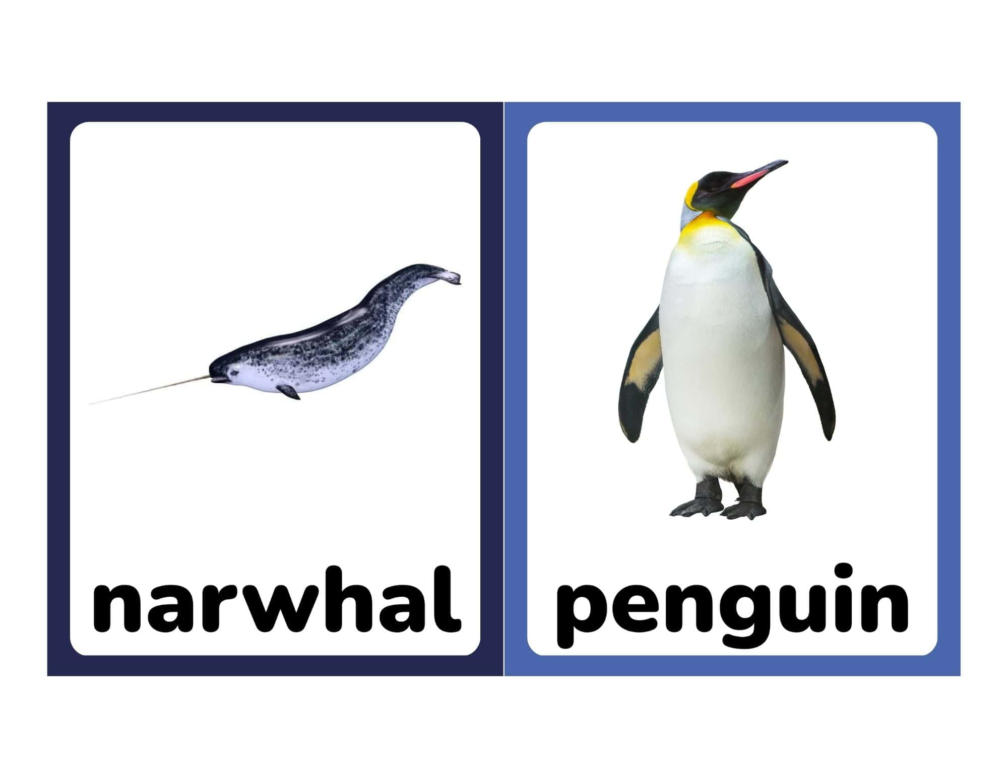 Flashcards with narwhal and penguin