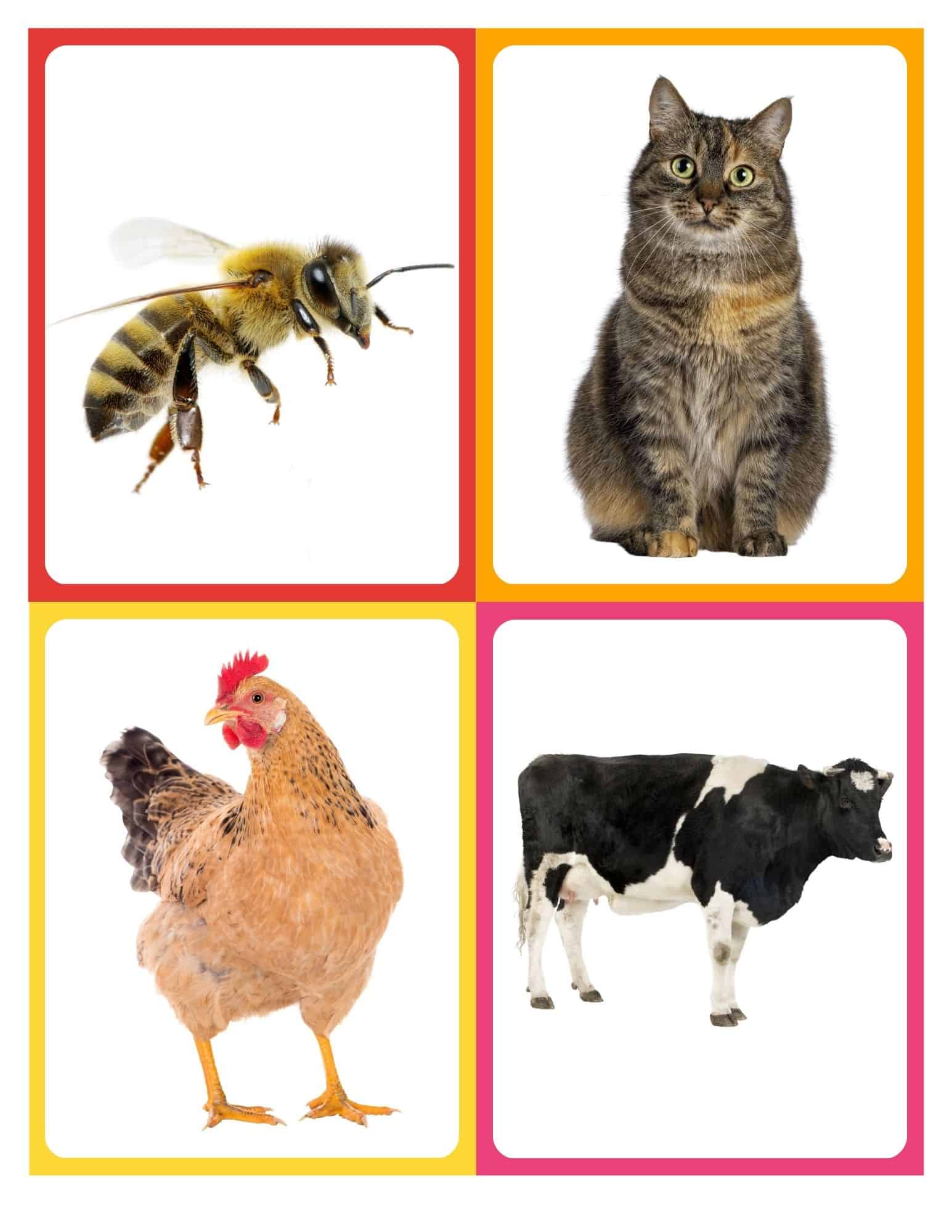 Realistic flashcard of a chicken with no text