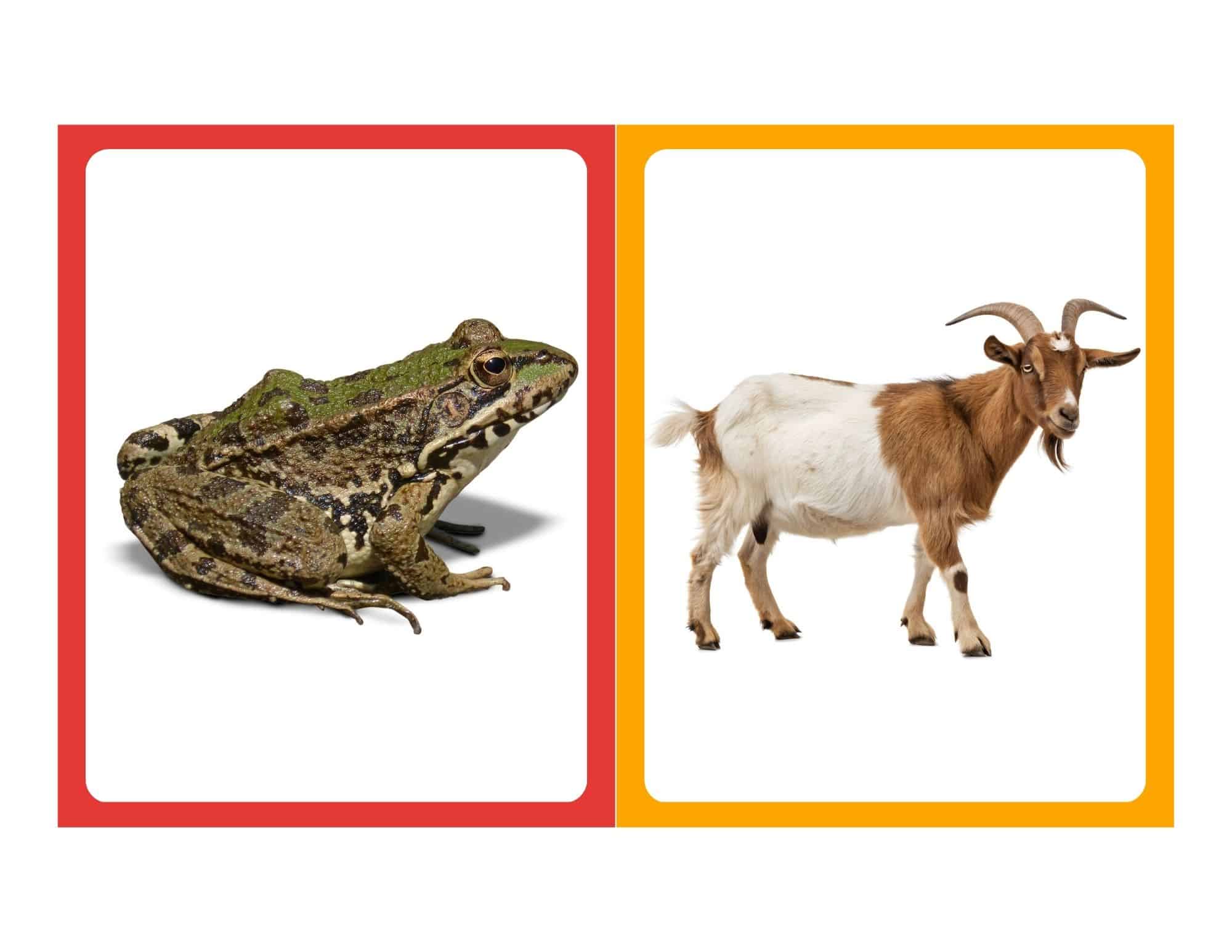 Realistic flashcard of a cow with no text