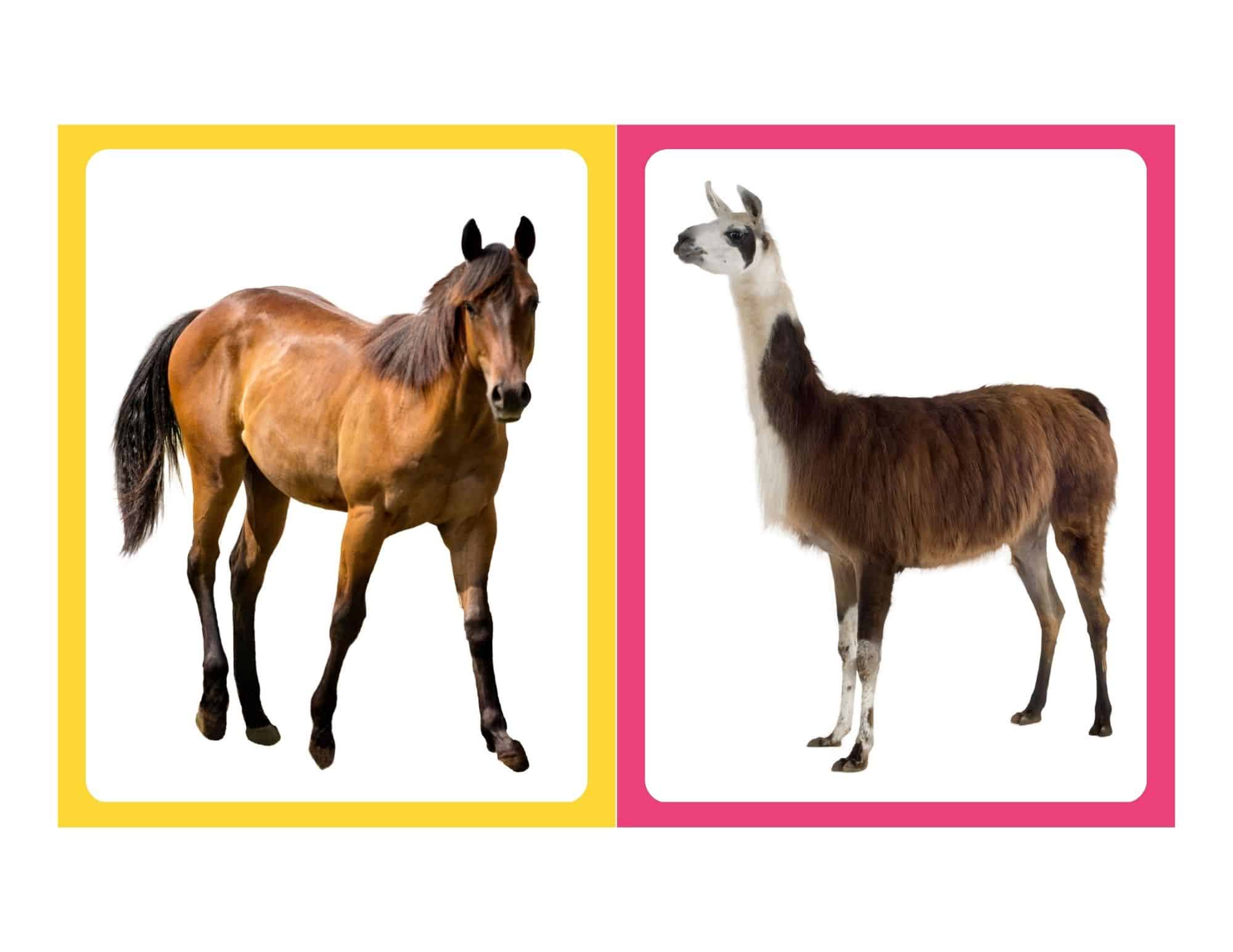 Realistic flashcard of a llama with no text