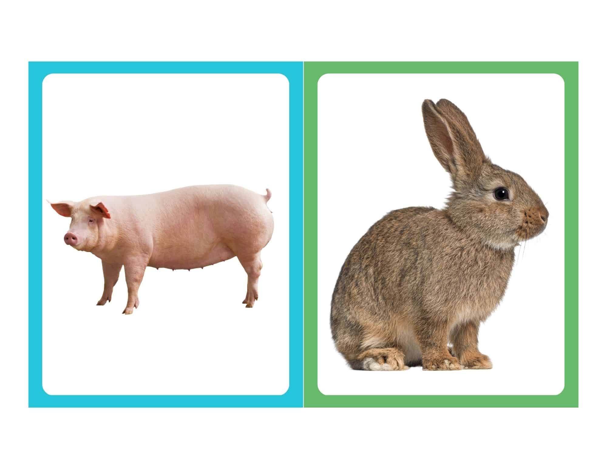 Realistic flashcard of a rabbit with no text