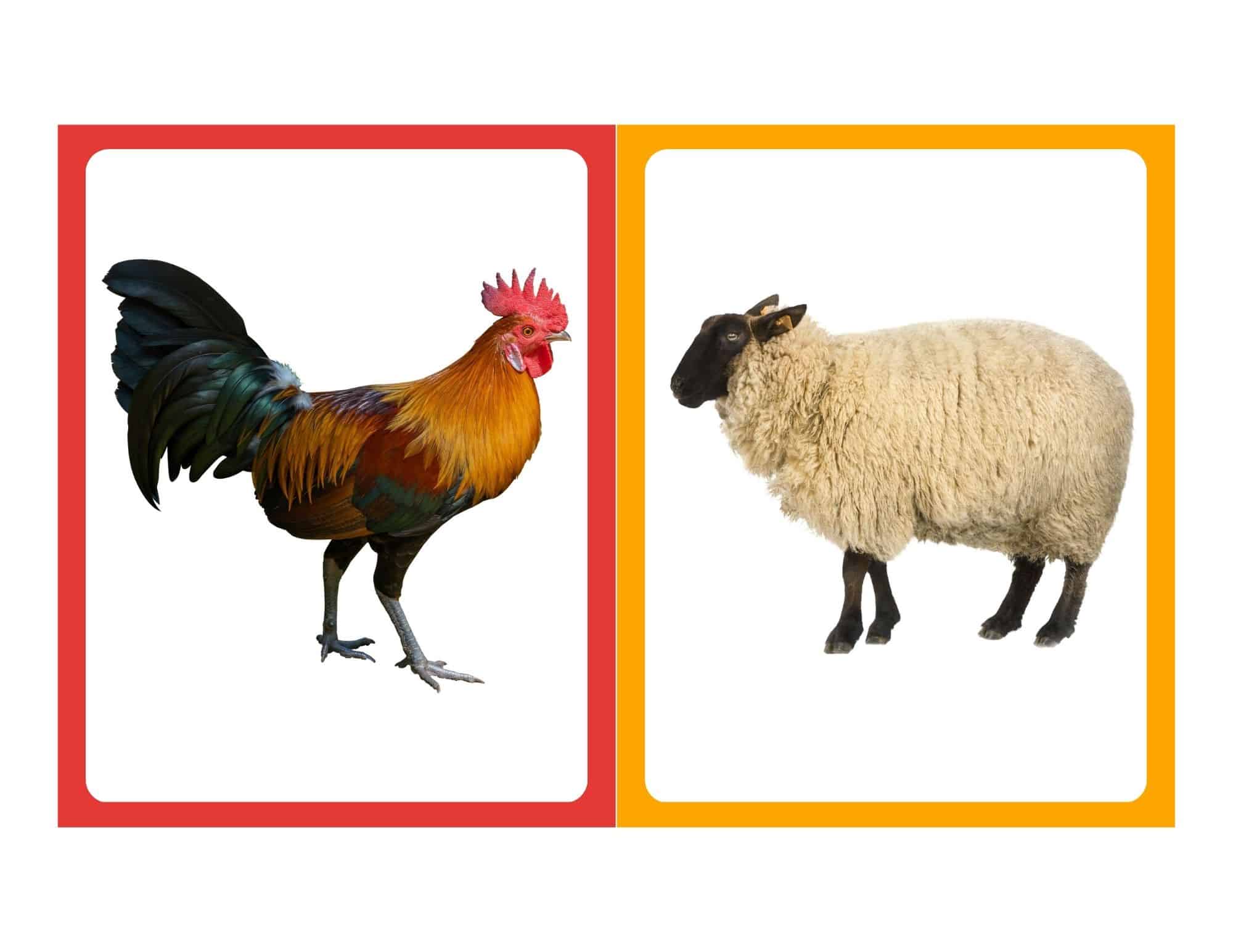 Realistic flashcard of a chicken with no text