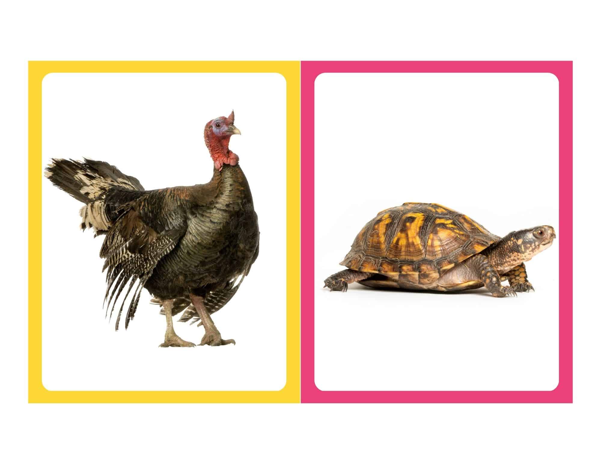 Realistic flashcard of a turkey with no text