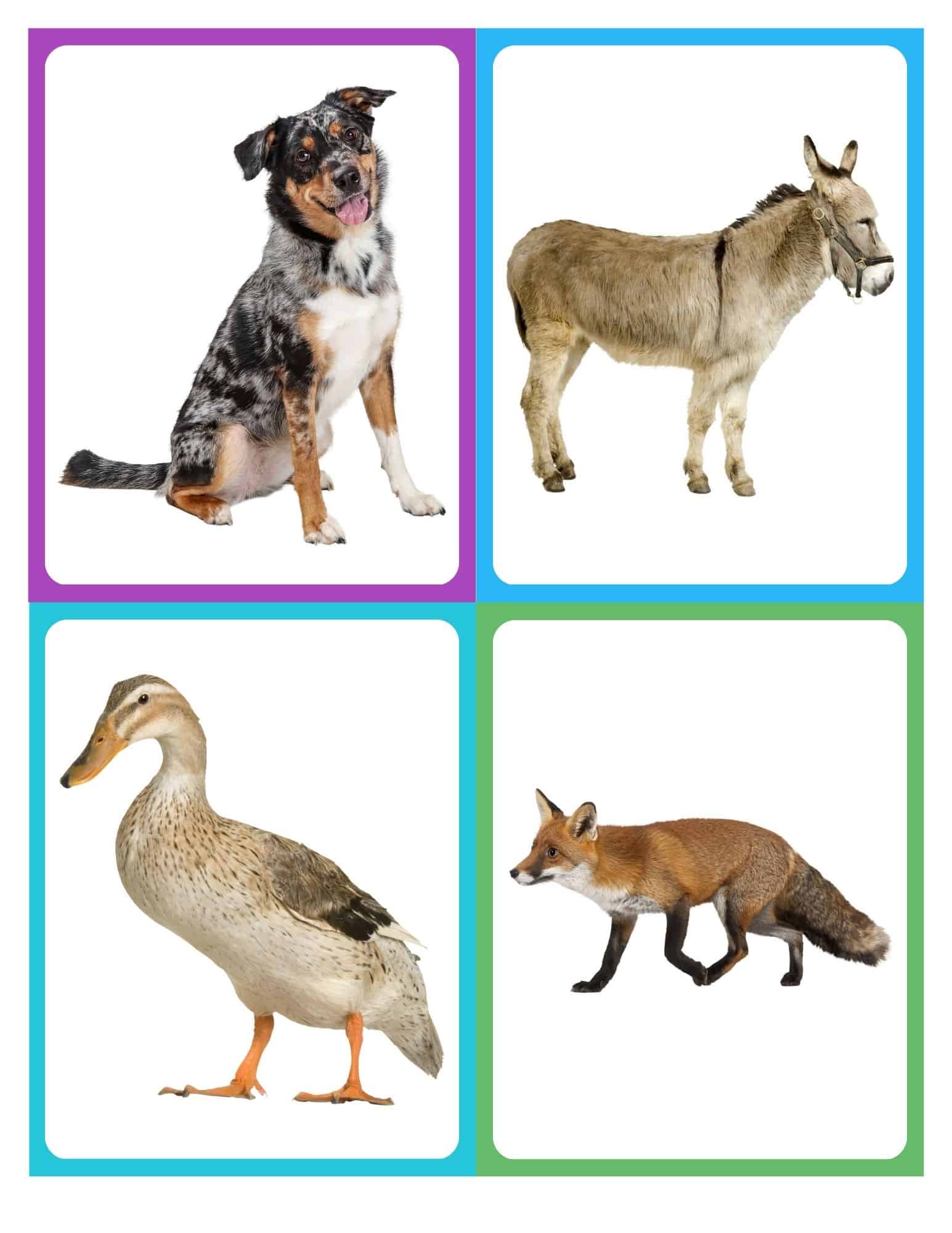 Realistic flashcard of a dog with no text