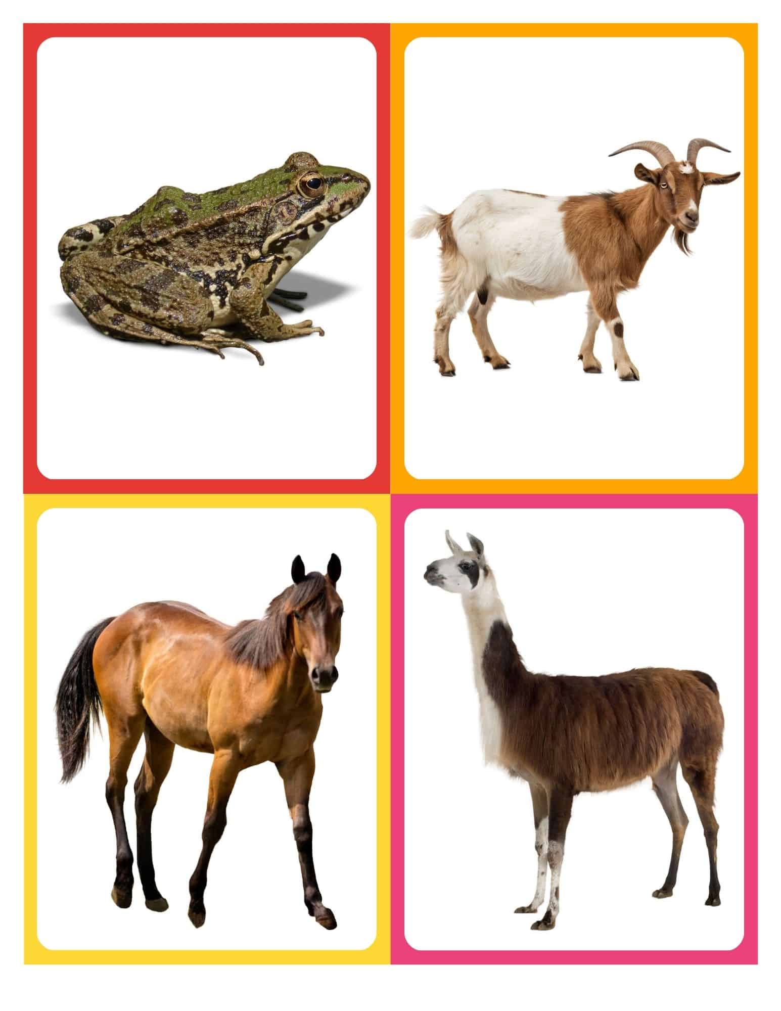 Realistic flashcard of a cow with no text