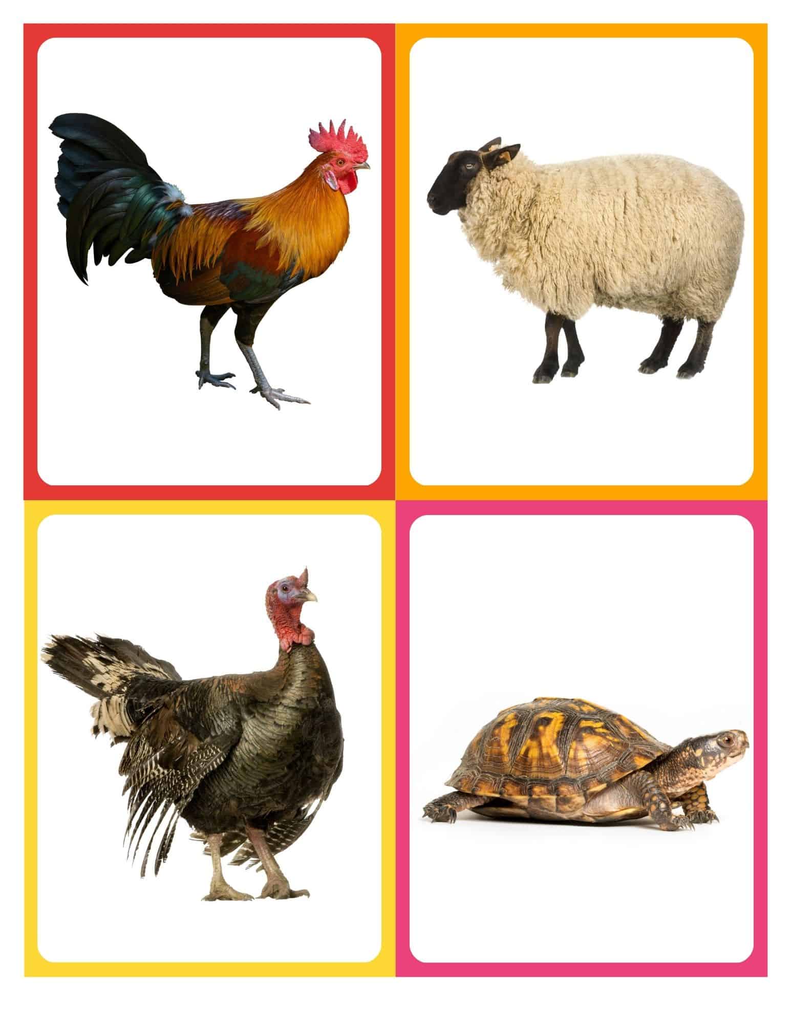 Realistic flashcard of a hen with no text