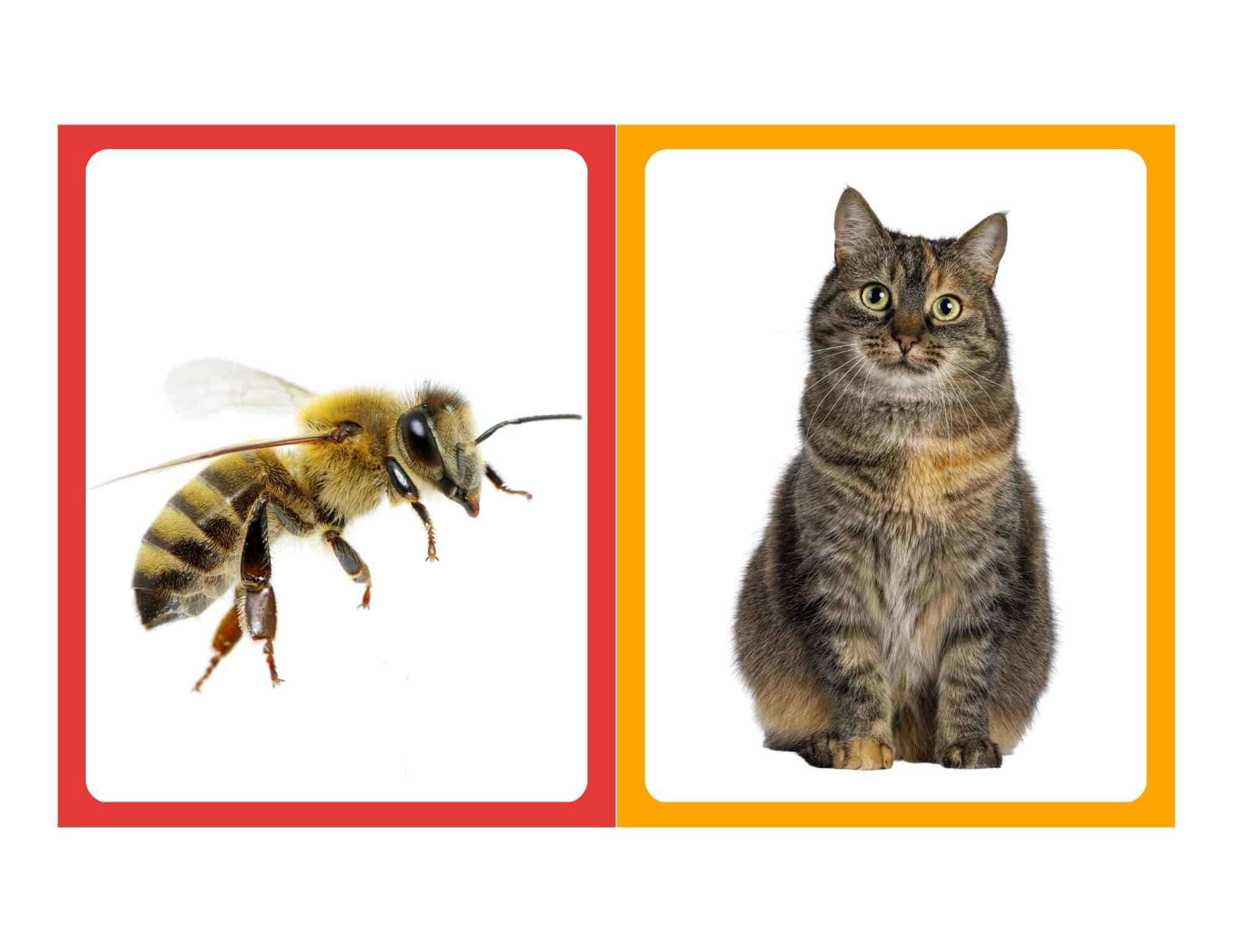 Realistic flashcard of a cat with no text