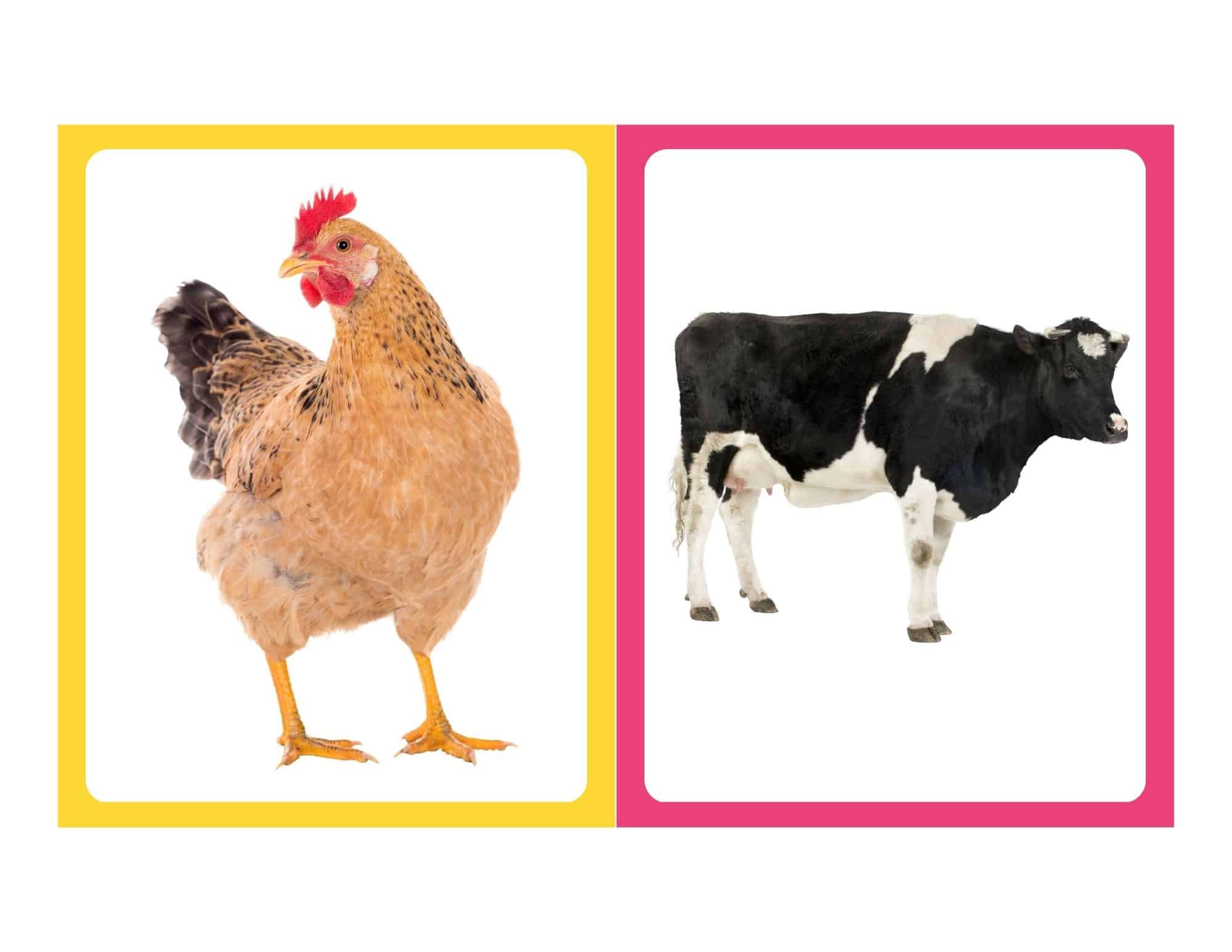 Realistic flashcard of a bull with no text