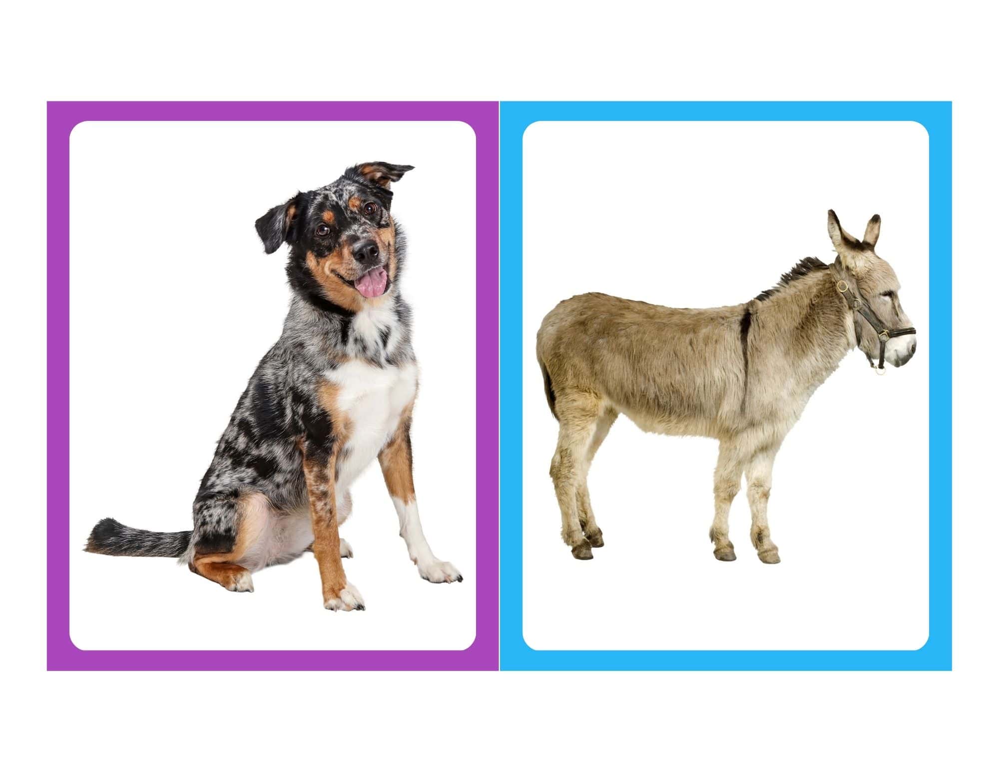 Realistic flashcard of a small dog with no text