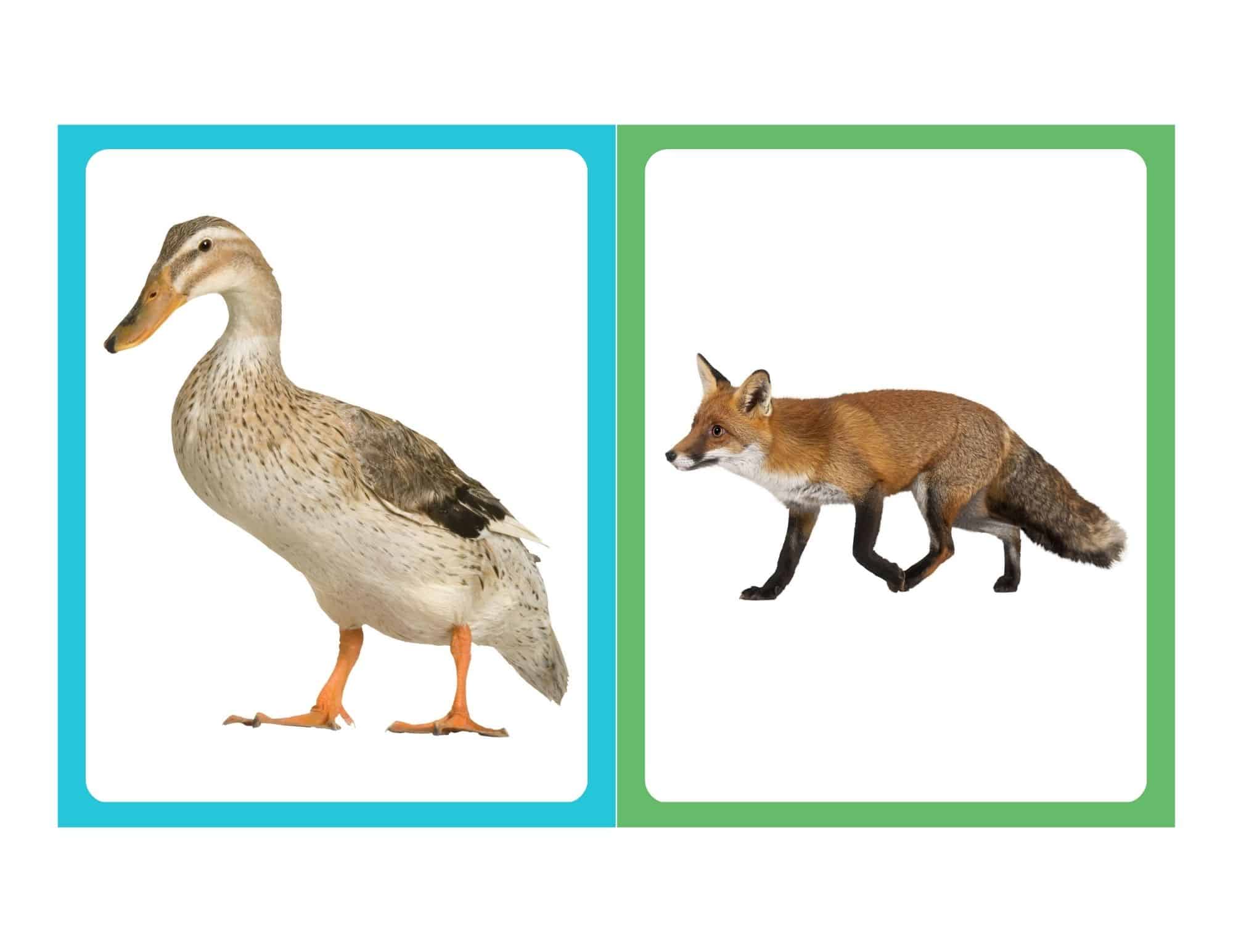 Realistic flashcard of a duck with no text