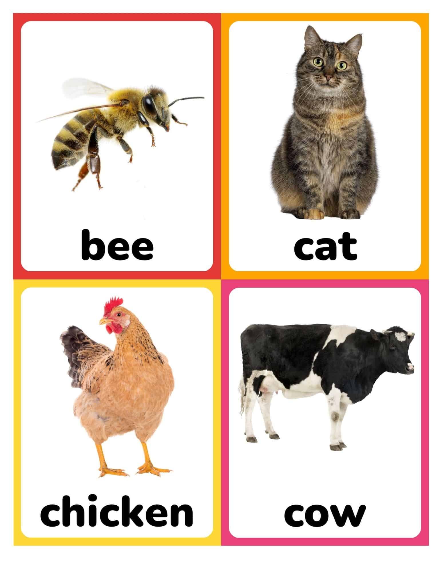 Realistic farm animal flashcards with bee, cat, chicken, and cow