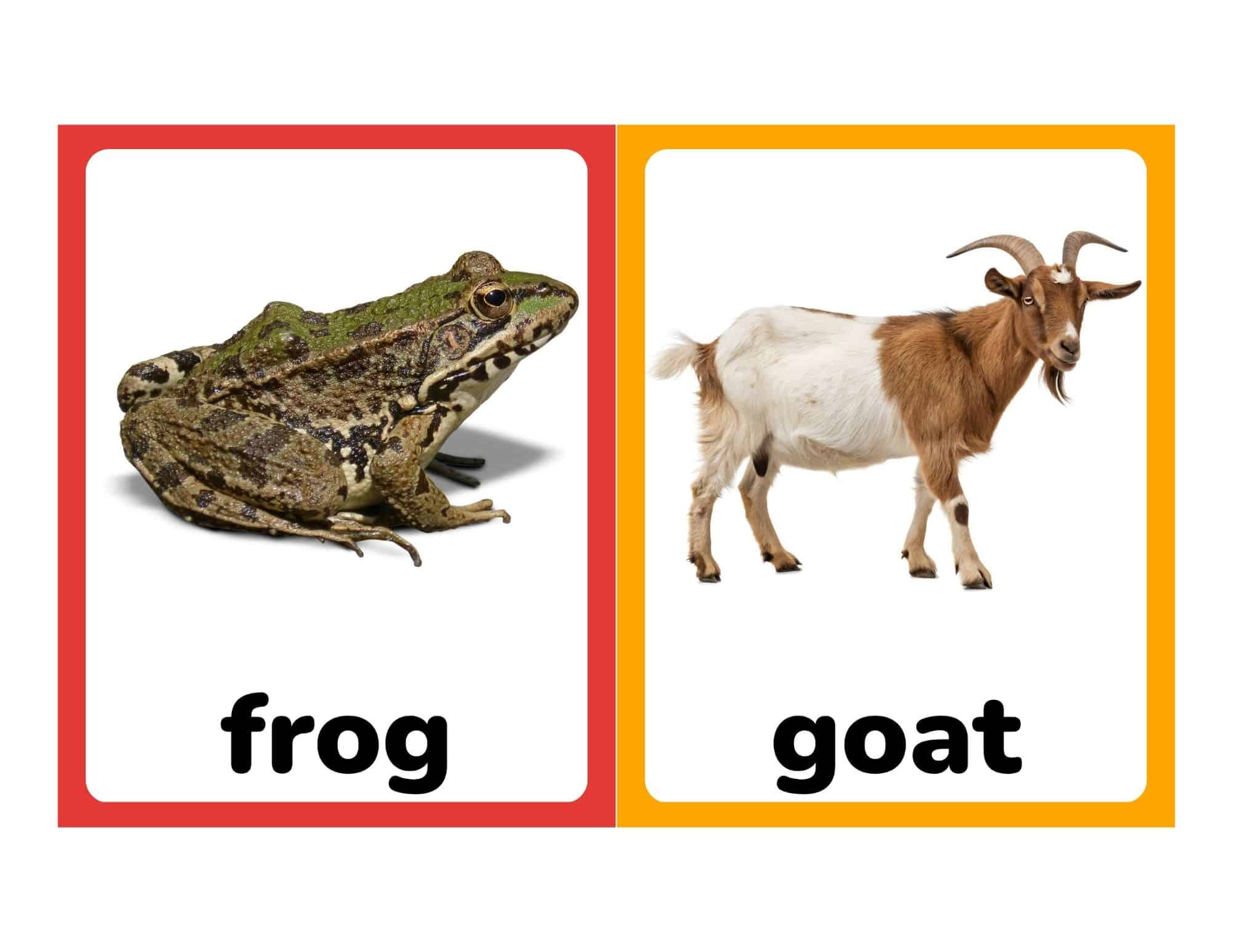 Realistic farm animal flashcards with frog and goat