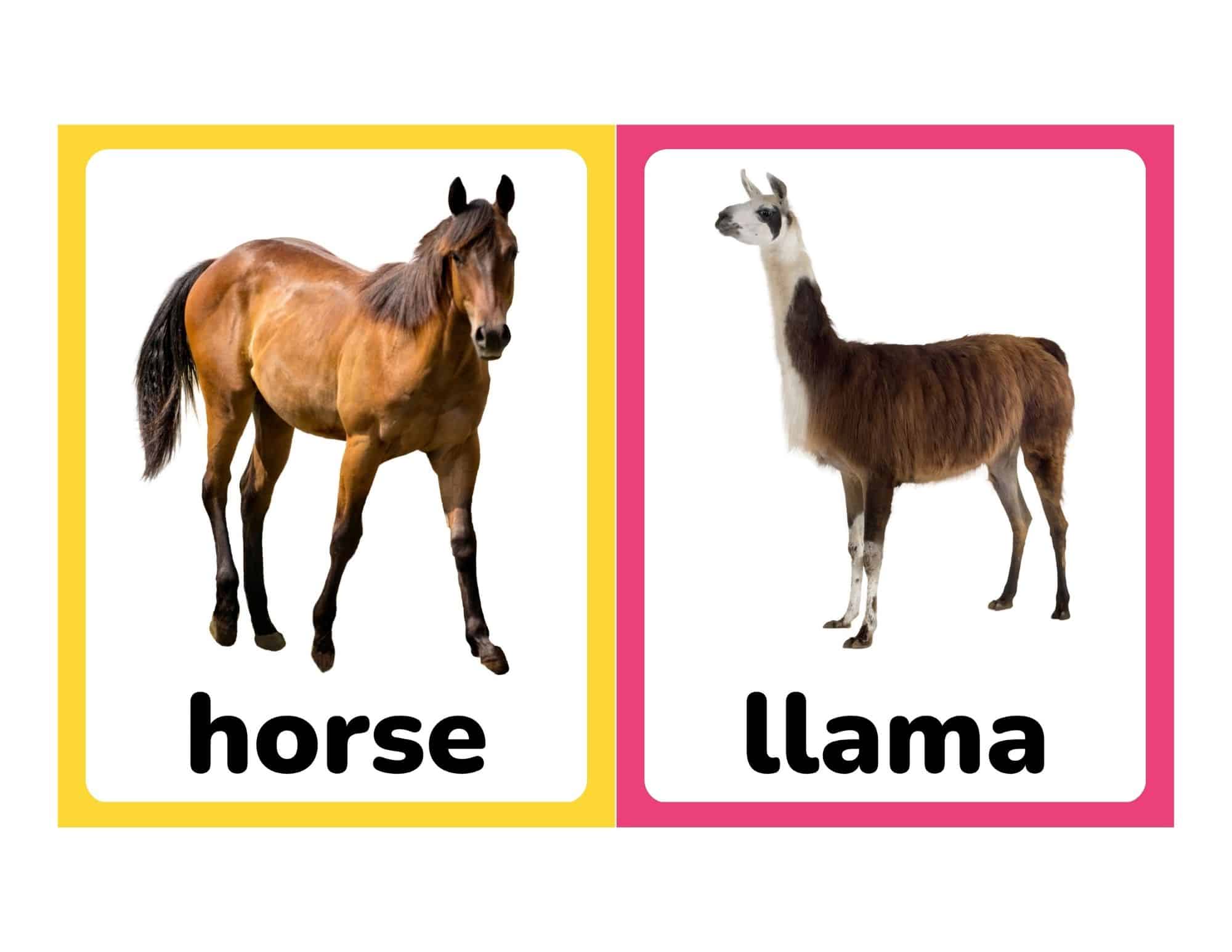 Realistic farm animal flashcards with horse and llama