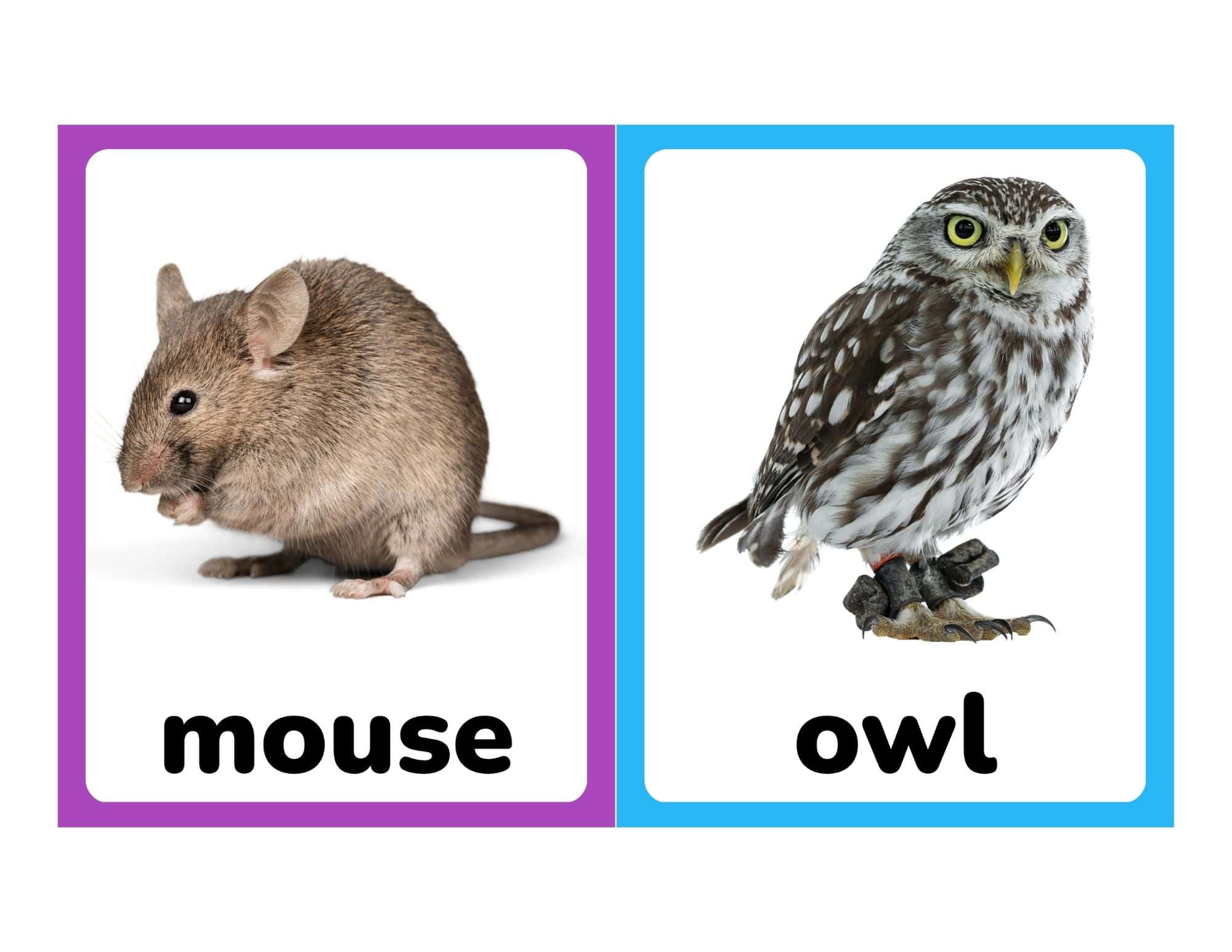 Realistic farm animal flashcards with mouse and owl