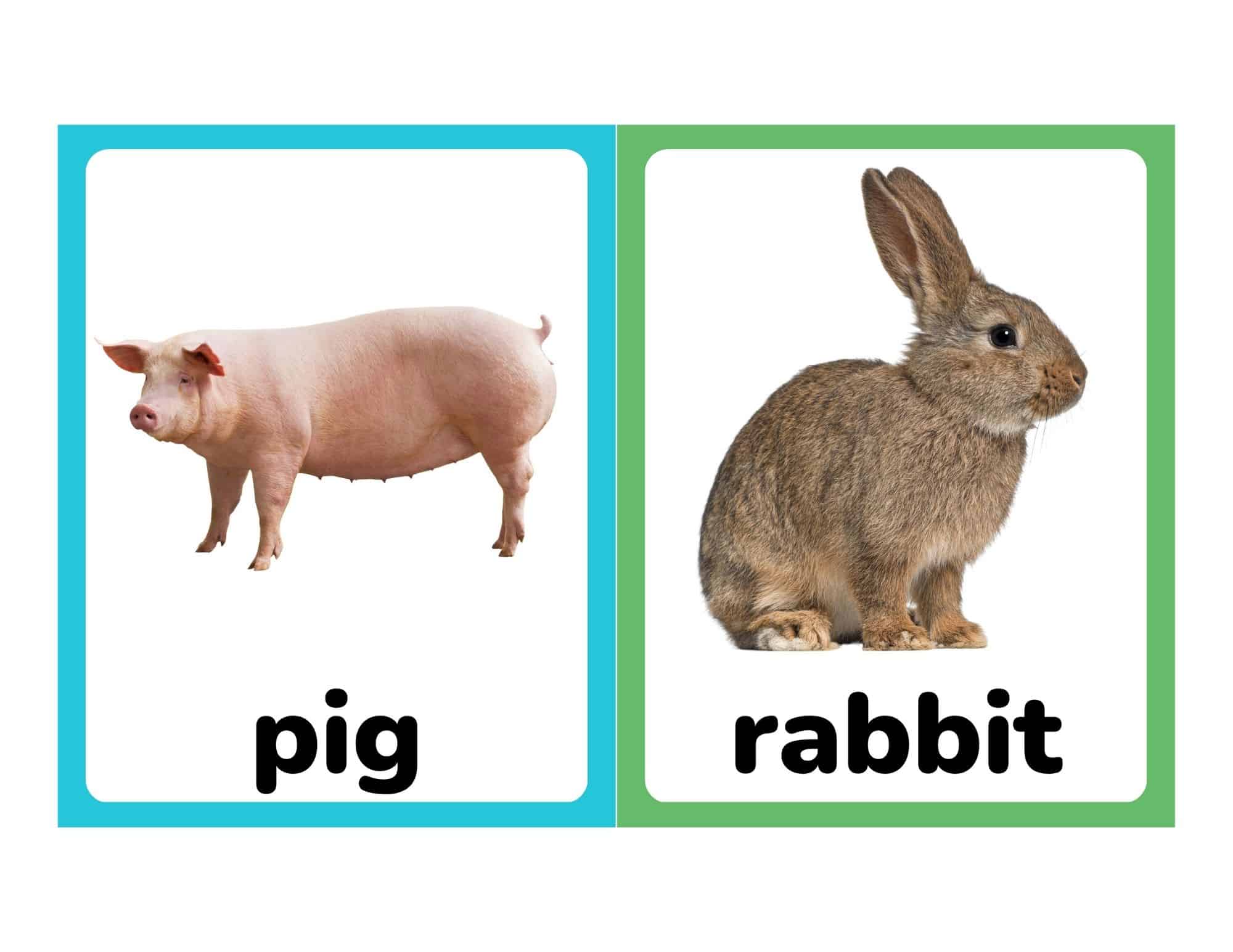 Realistic farm animal flashcards with pig and rabbit