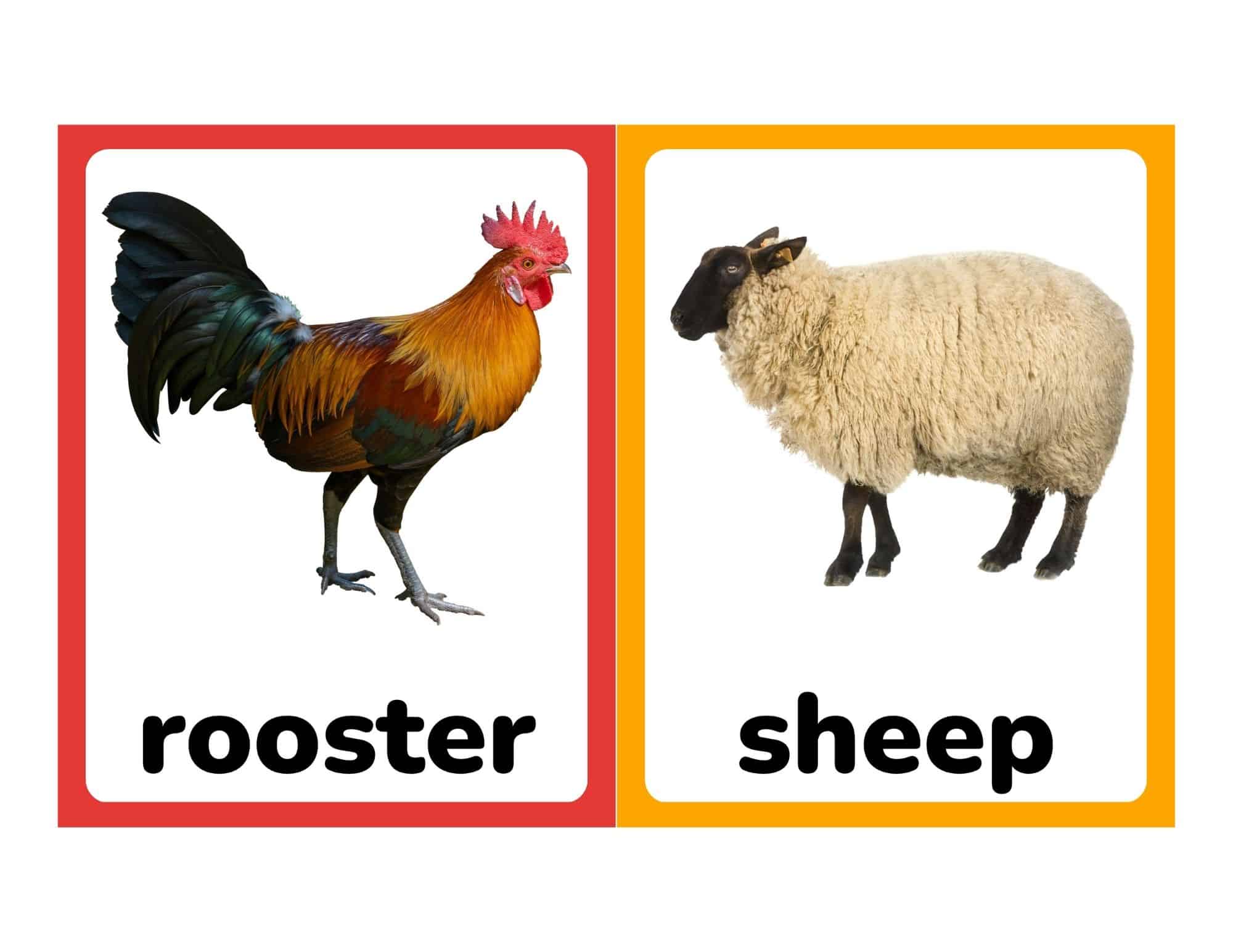 Realistic farm animal flashcards with rooster and sheep