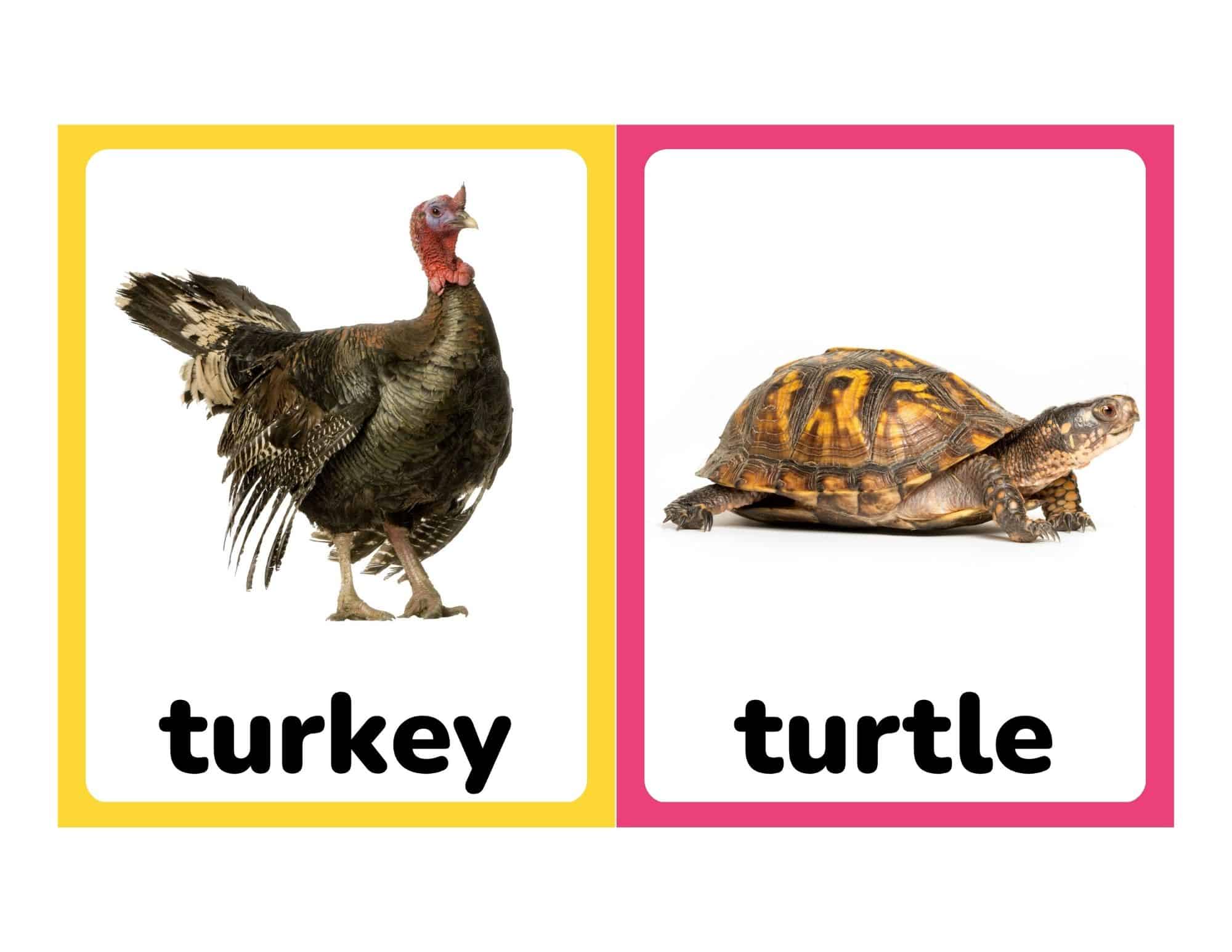 Realistic farm animal flashcards with turkey and turtle