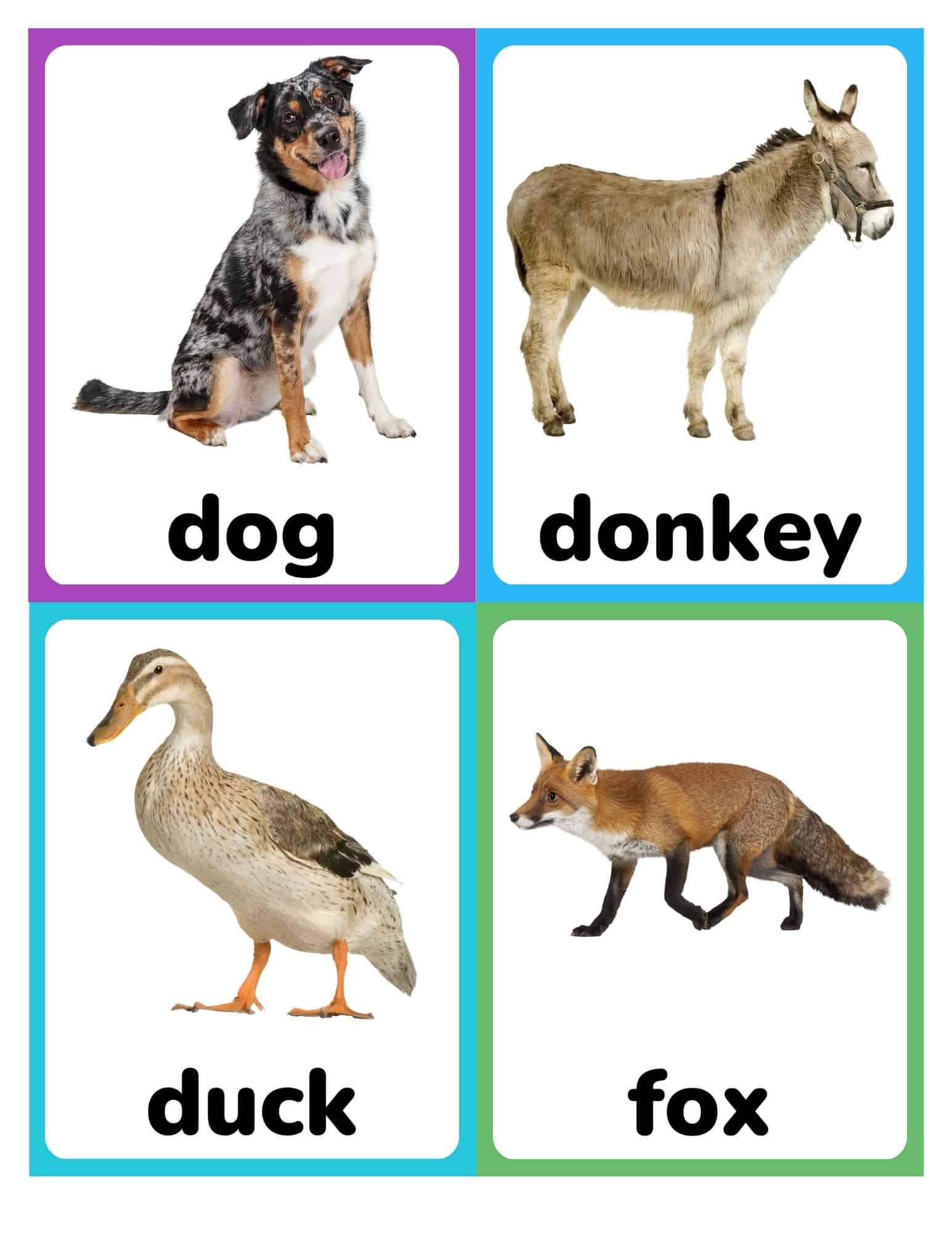 Realistic farm animal flashcards with dog, donkey, duck, and fox