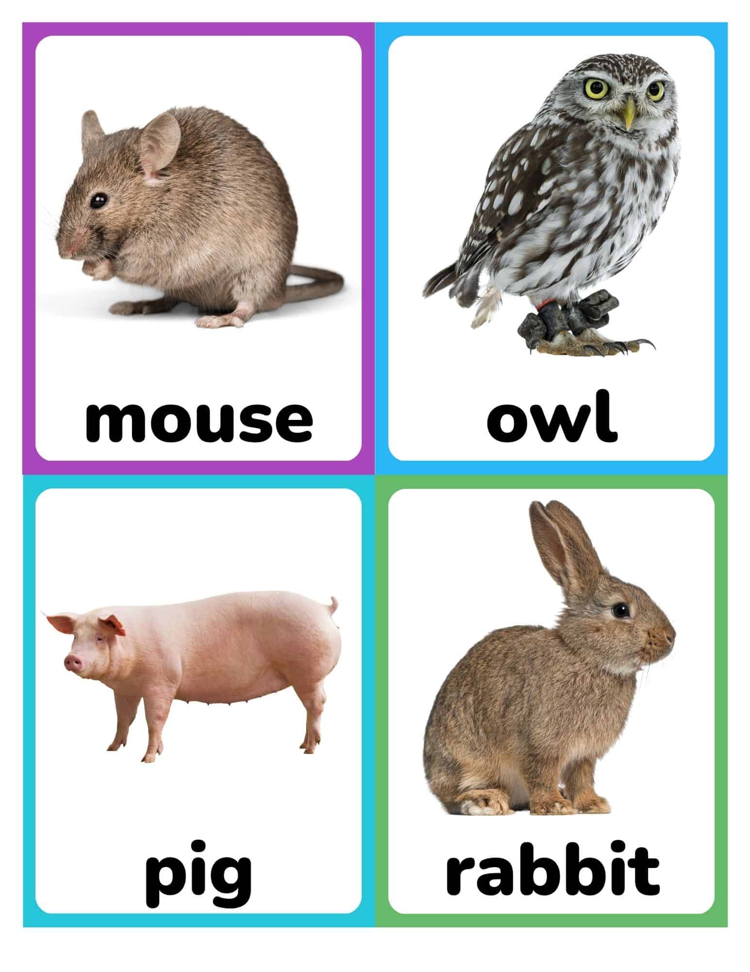 Realistic farm animal flashcards with mouse, owl, pig, and rabbit