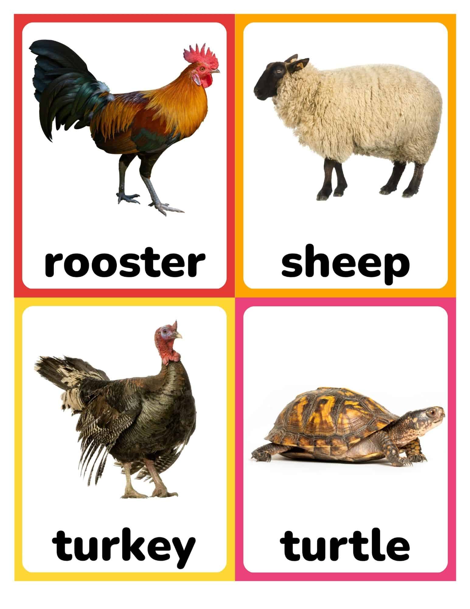 Realistic farm animal flashcards with rooster, sheep, turkey, and turtle