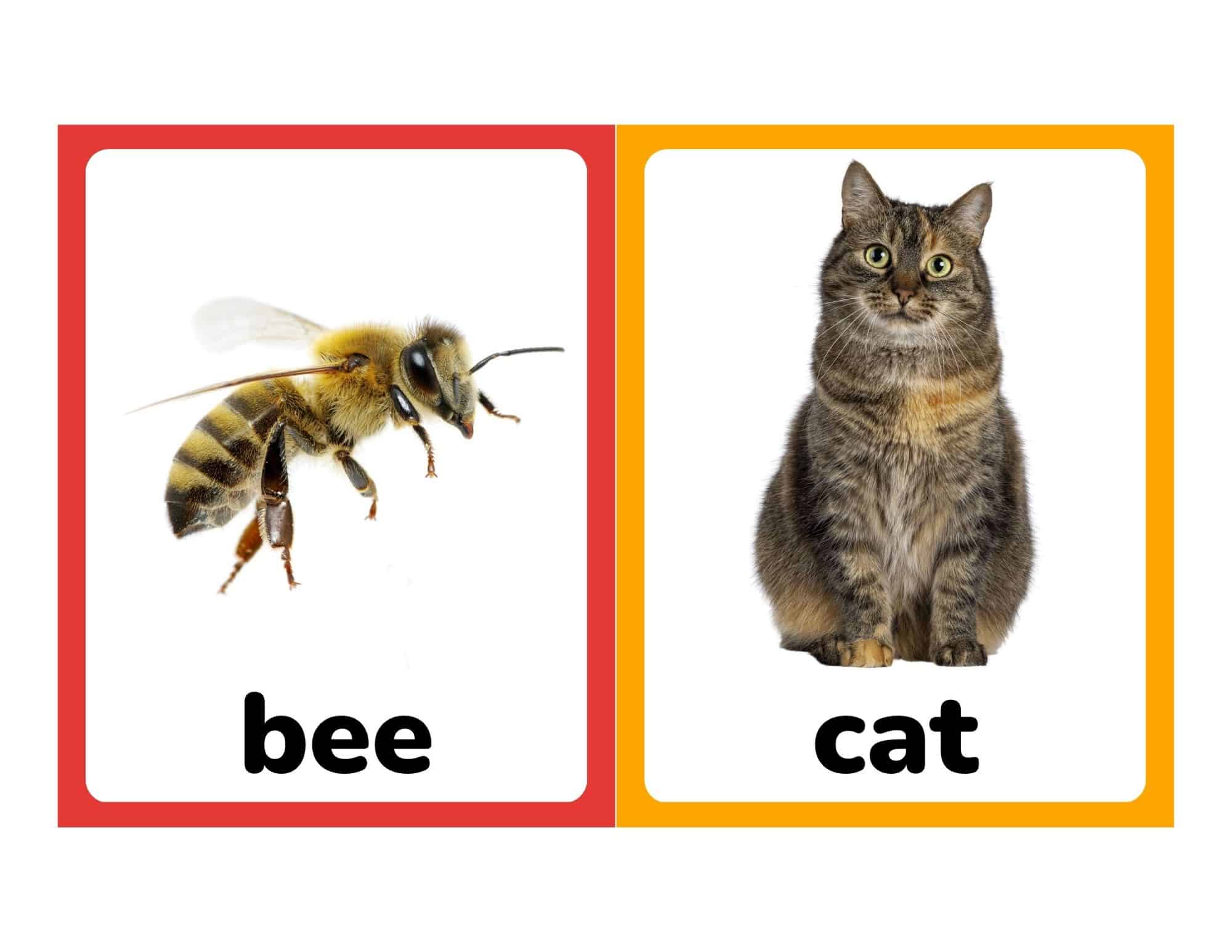 Realistic farm animal flashcards with bee and cat