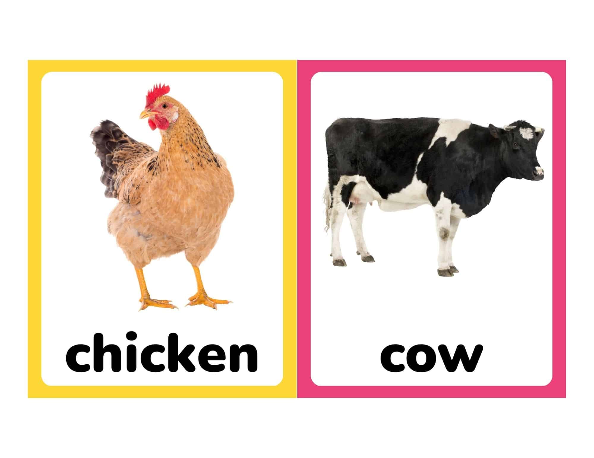 Realistic farm animal flashcards with chicken and cow