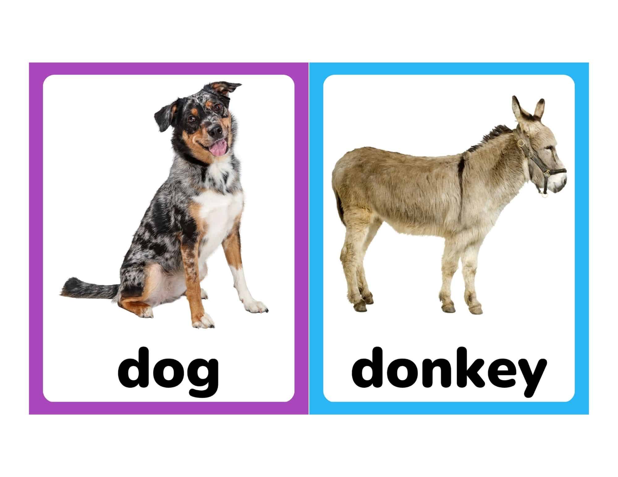 Realistic farm animal flashcards with dog and donkey