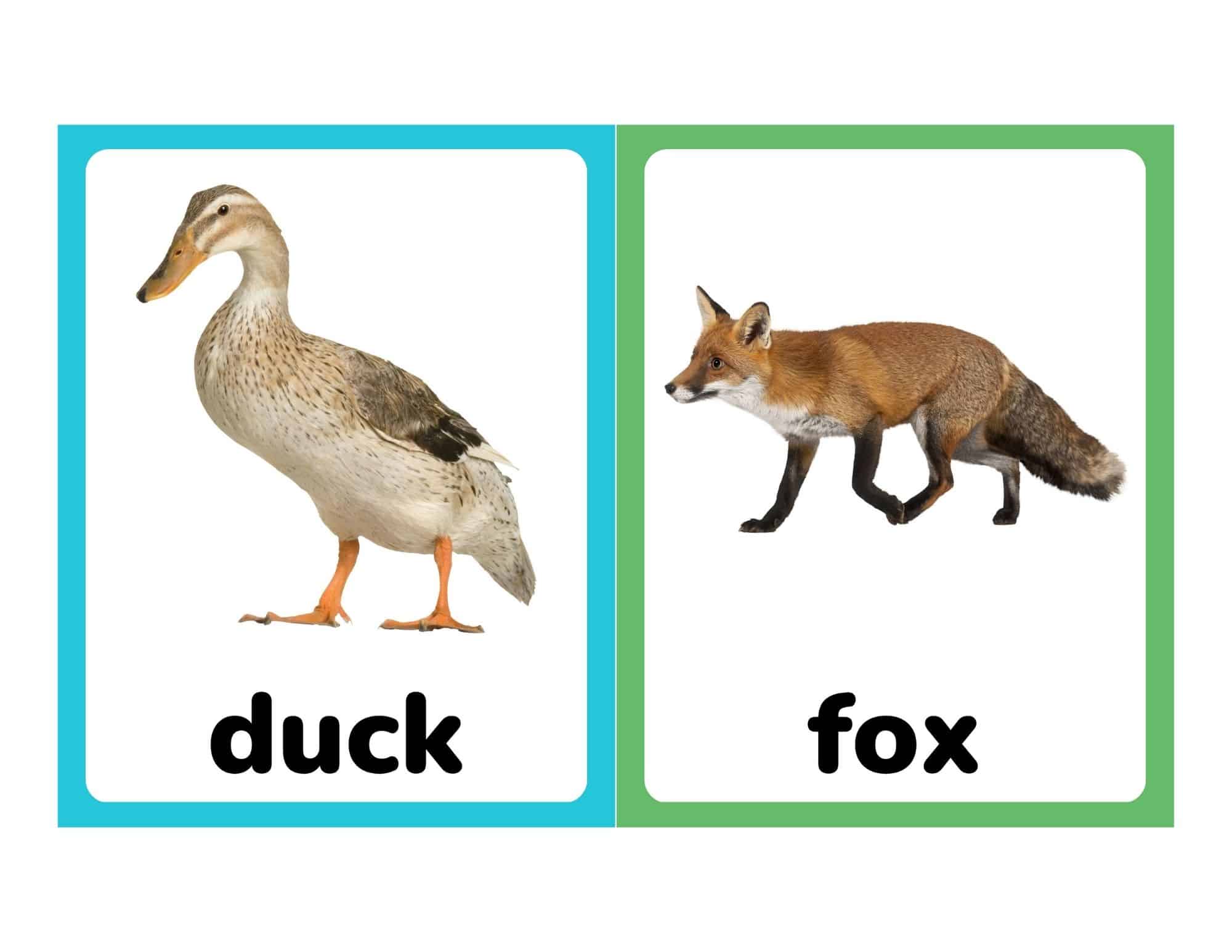 Realistic farm animal flashcards with duck and fox