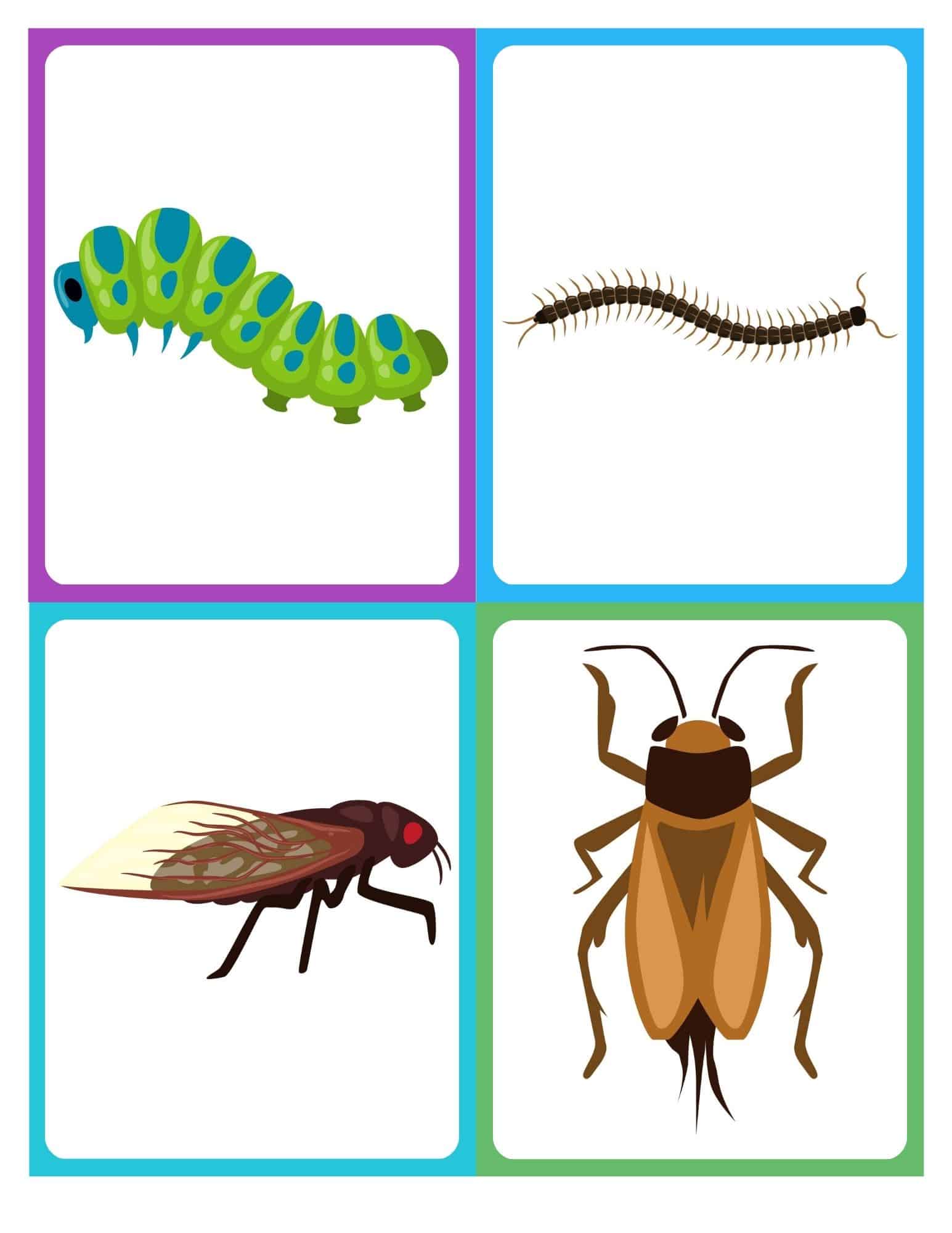 Bug flashcards with no text showing beetles and other insects