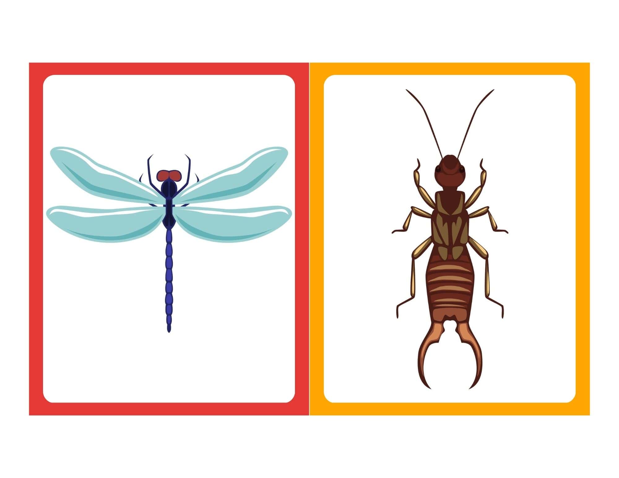 Insect flashcard with letter C and bug image for kids