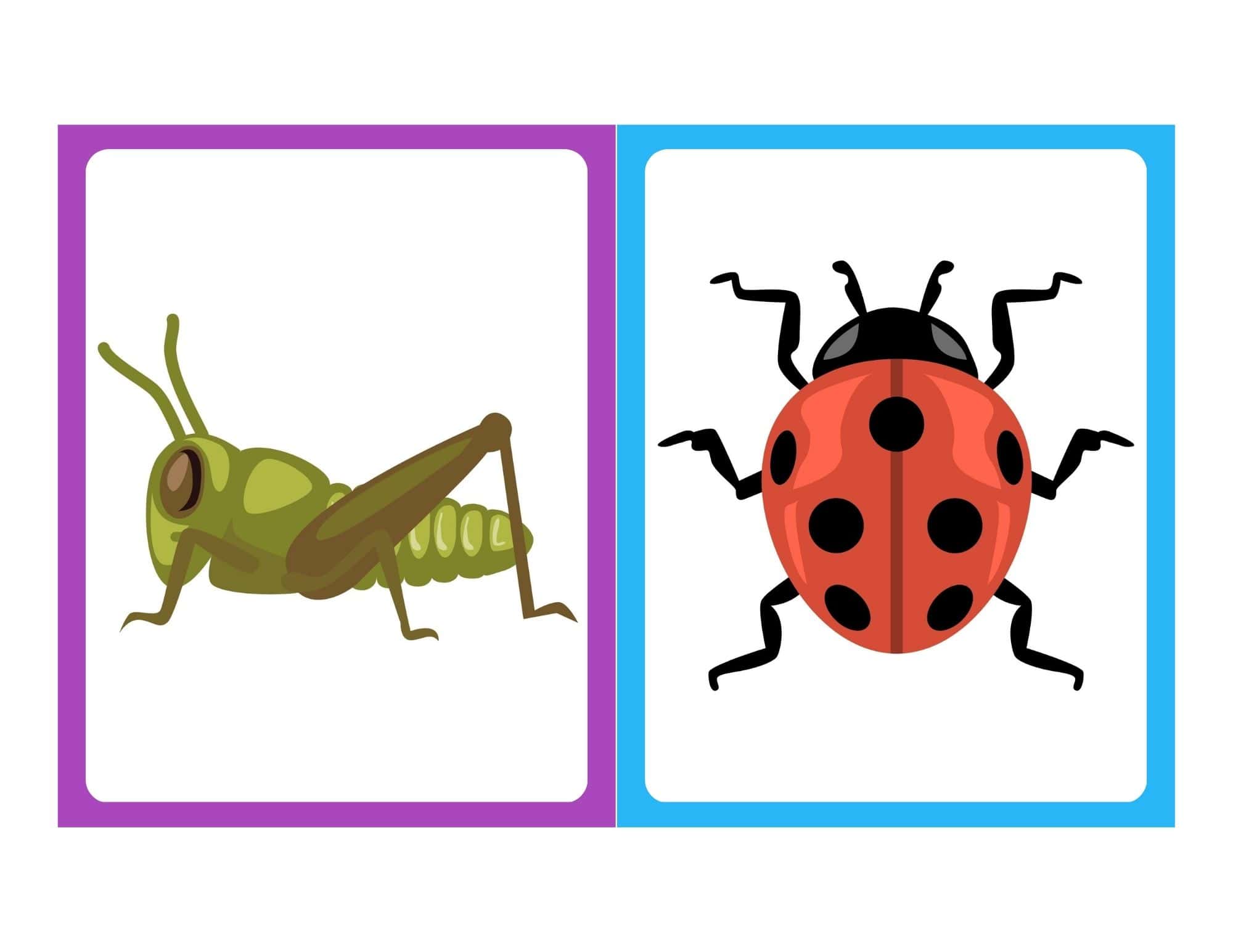 Insect flashcard with bug image and foreign text