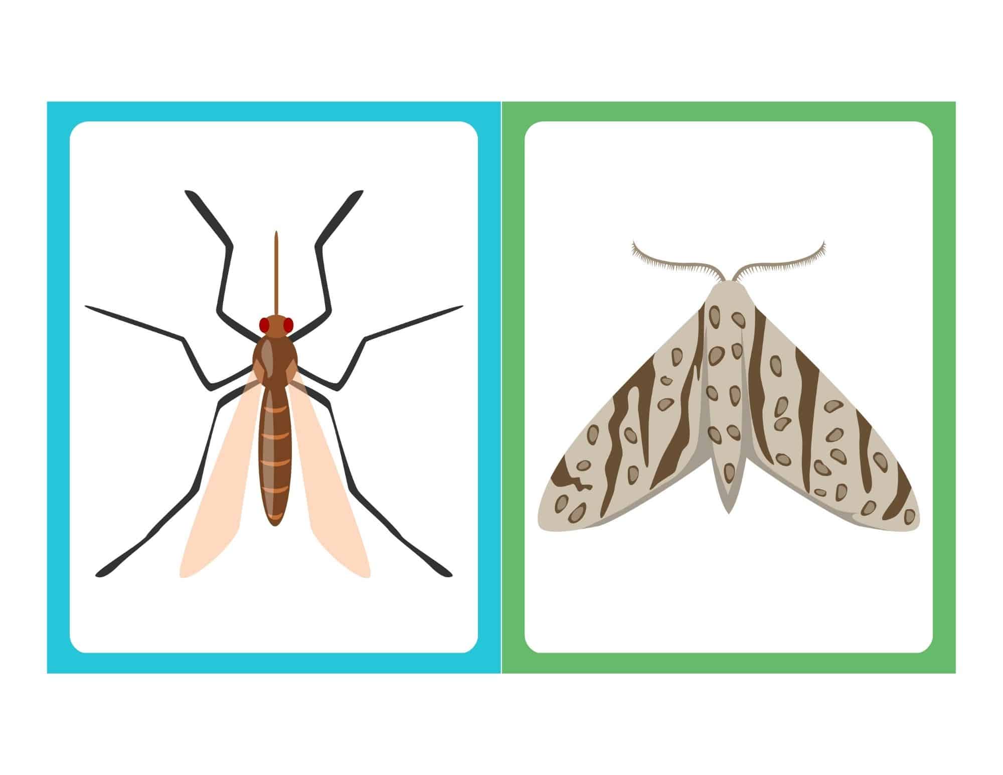 Butterfly flashcard with number 0 and insect image